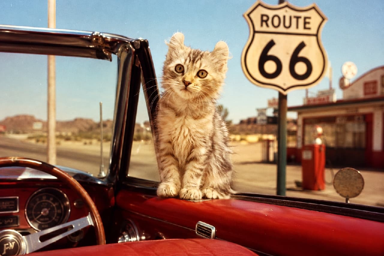 「ルート66でオープンカーの旅へ出発ニャ🌵 外巻きのお耳が魅力的なアメリカンカールちゃんとレトロドライブ🚗💨 #アメリカンカール #コダクローム #猫のいる風景 #にゃんすたぐらむ #猫好きさんと繋がりたい #猫のいる暮らし」Ultra-realistic high-quality vintage 1970s Kodachrome style photograph of a cute American Curl kitten with distinctively curled ears sitting on the red dashboard of a classic convertible, with a historic Route 66 sign and desert landscape in the background. 1970年代のコダクローム風ヴィンテージカラーで撮影された、クラシックなオープンカーの赤いダッシュボードにお座りするアメリカンカールの子猫。特徴的な外巻きの耳とあどけない表情が魅力的で、背景には青空と荒野、そして有名な「ルート66」の道路標識がレトロに描かれている