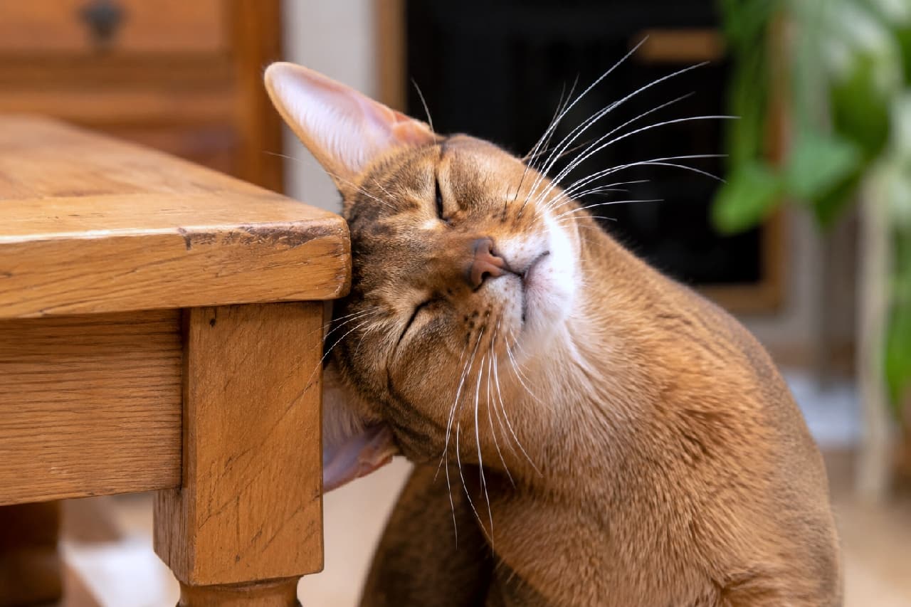 「テーブルの角は最高のお耳かきスポットニャ🐾ギュッとお目々を閉じてスリスリするお顔がたまりませんね💖 #アビシニアン #にゃんすたぐらむ #猫好きさんと繋がりたい #猫のいる暮らし」Ultra-realistic high-quality photograph of a ruddy Abyssinian cat rubbing its face firmly against the corner of a wooden table to scratch its ear. Its tightly closed eyes, satisfied expression, and the glowing texture of its ticked coat are realistically depicted in warm natural light with a blurred houseplant in the background. 木製テーブルの角に顔を強く押し当てて、気持ちよさそうに耳の付け根を掻いているルディカラーのアビシニアンの高画質写真。ギュッと閉じた目と満足げな表情、美しく輝くティッキング被毛の質感が、温かみのある自然光と背景の観葉植物とともにリアルに描写されています