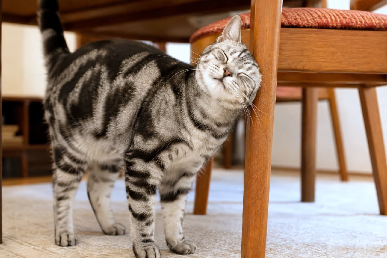 「ダイニングチェアの脚は絶好のスリスリポイント🐈💨目を閉じて満喫中のアメショちゃんが最高に可愛いです💕 #アメリカンショートヘア #にゃんすたぐらむ #猫好きさんと繋がりたい #猫のいる暮らし」Ultra-realistic high-quality photograph of an American Shorthair with distinct silver classic tabby markings rubbing its face against a wooden dining chair leg with closed eyes. The warm carpet and furniture textures create a relaxed, weekend-like living room atmosphere. アメリカンショートヘア特有のくっきりとしたシルバーのクラシックタビー模様を持つ猫が、木製のダイニングチェアの脚に目を閉じて顔を擦り付けている高画質写真。温かみのあるカーペットと家具の質感が、穏やかでリラックスした休日のようなリビングルームの雰囲気を醸し出しています