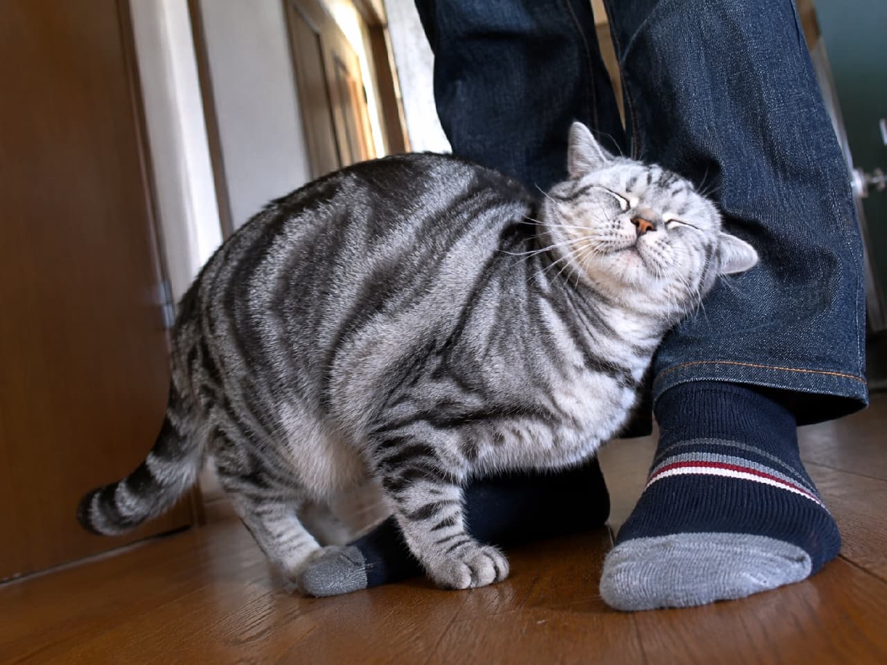 「大好きな飼い主さんの足元に全力スリスリ💕目を閉じた幸せいっぱいの表情に心が温まりますね🐈💨 #アメリカンショートヘア #にゃんすたぐらむ #猫好きさんと繋がりたい #猫のいる暮らし」Ultra-realistic high-quality photograph of an American Shorthair enthusiastically rubbing its head against its owner's legs, wearing denim and socks. Its blissful expression with tightly closed eyes and beautiful silver classic tabby pattern are clearly captured in a warm wooden-floored room. デニムと靴下を履いた飼い主の足元に、頭を力強く擦り付けて甘えるアメリカンショートヘアの高画質写真。目をギュッと閉じた至福の表情と、美しいシルバータビーのクラシック柄が、温かみのあるフローリングの空間で鮮明に捉えられています