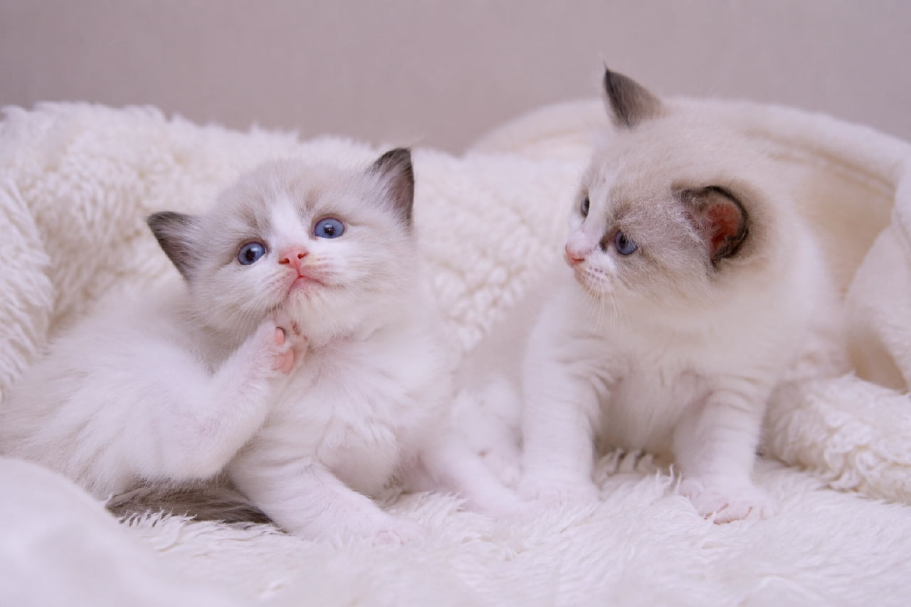 「カキカキ中の無防備なお顔がたまらない😻 ずっと見守っていたくなるふわふわ天使たちの日常風景です✨ #ラグドール #にゃんすたぐらむ #猫好きさんと繋がりたい #子猫のいる暮らし」Ultra-realistic high-quality photograph of two Ragdoll kittens with adorable seal point markings on a white faux-fur blanket. The left kitten looks up with sapphire blue eyes while scratching its chin, as the right kitten gently watches. Bright natural light captures their innocent expressions. 白いファー調の毛布に包まれた、シールポイントが愛らしいラグドールの子猫2匹。左の子猫がサファイアブルーの瞳で上を見上げながら顎下を前足で掻いており、右の子猫がその様子を優しく見つめている情景。明るい自然光が2匹の純真無垢な表情を捉えています