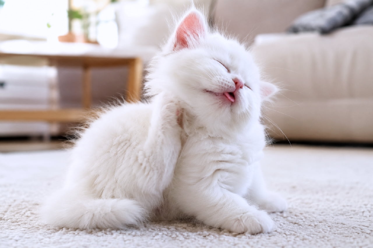 「カキカキしながら、お口から舌がペロッ👅💕 まるで綿毛のようなふわふわ白猫ちゃんの、破壊力抜群のてへぺろショットです☁️ #マンチカン #にゃんすたぐらむ #猫好きさんと繋がりたい #子猫のいる暮らし」Ultra-realistic high-quality photograph of a fluffy, long-haired white Munchkin kitten sitting on a soft white carpet, scratching its neck with a tiny hind paw. The kitten has an adorably innocent expression, with its eyes squeezed shut and a small pink tongue sticking out. Bright natural light illuminates its fluffy coat, and a blurred sofa in the background suggests a relaxing home environment. 柔らかな白いカーペットの上で、小さな後足を使って首を掻いている長毛種の真っ白なマンチカン子猫。目をギュッと閉じて、ピンク色の小さな舌をペロッと出した「てへぺろ」状態の無邪気な表情が愛らしいです。窓からの明るい自然光がふわふわの被毛を神々しく照らし、背景のソファがリラックスしたホームタイムの雰囲気を醸し出しています