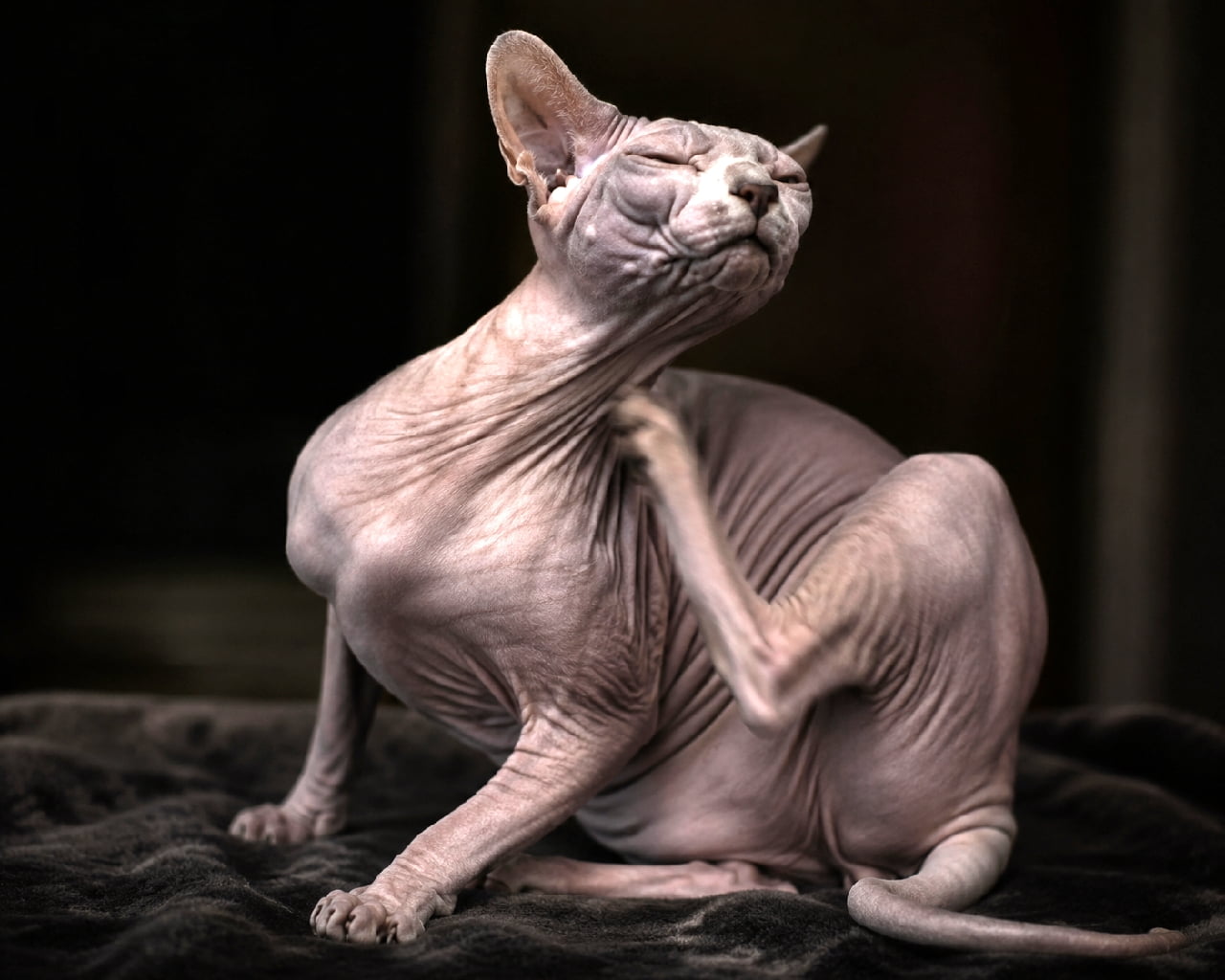 「皺の奥までカキカキ🐈⬛✨目を閉じた表情と滑らかな肌質が彫刻のように美しいスフィンクスさんです🖤 #スフィンクス #にゃんすたぐらむ #猫好きさんと繋がりたい #猫のいる暮らし」Ultra-realistic high-quality photograph of a hairless Sphynx cat scratching its neck with its left hind leg against a dark background. The dramatic, low-key lighting artistically highlights its deeply wrinkled skin, supple muscles, and an expression of pure ecstasy with closed eyes. ダークブラウンのベルベット調の布地の上で、左後ろ足を使って首元を掻いているスフィンクス猫の高画質写真。目を閉じて恍惚とした表情を浮かべており、被毛がない品種特有の細かな皮膚の皺や、しなやかな筋肉の陰影が、ドラマチックな薄暗い照明によって芸術的に浮かび上がっています