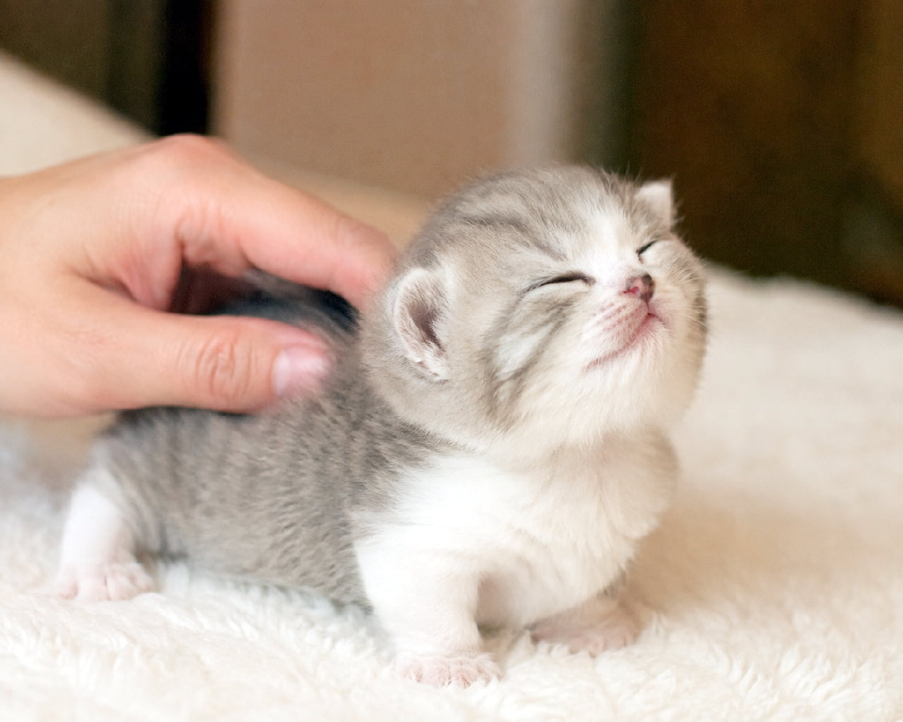 「ナデナデされて思わずお顔がほころんじゃう🐾見ているこちらまで優しい気持ちになる最高の癒やしです💖 #マンチカン #にゃんすたぐらむ #猫好きさんと繋がりたい #子猫のいる暮らし」Ultra-realistic high-quality photograph of a silver tabby and white Munchkin kitten narrowing its eyes as its back is gently stroked by its owner's hand on a fluffy white rug. Its tiny pink nose and completely relaxed expression are enveloped in bright, soft light. 白いふわふわのラグの上で、飼い主の手に背中を撫でられて目を細めるシルバータビー&ホワイトのマンチカン子猫の高画質写真。ピンク色の小さなお鼻と、思わず力が抜けてしまったようなリラックスした表情が、明るく柔らかな光に包まれています