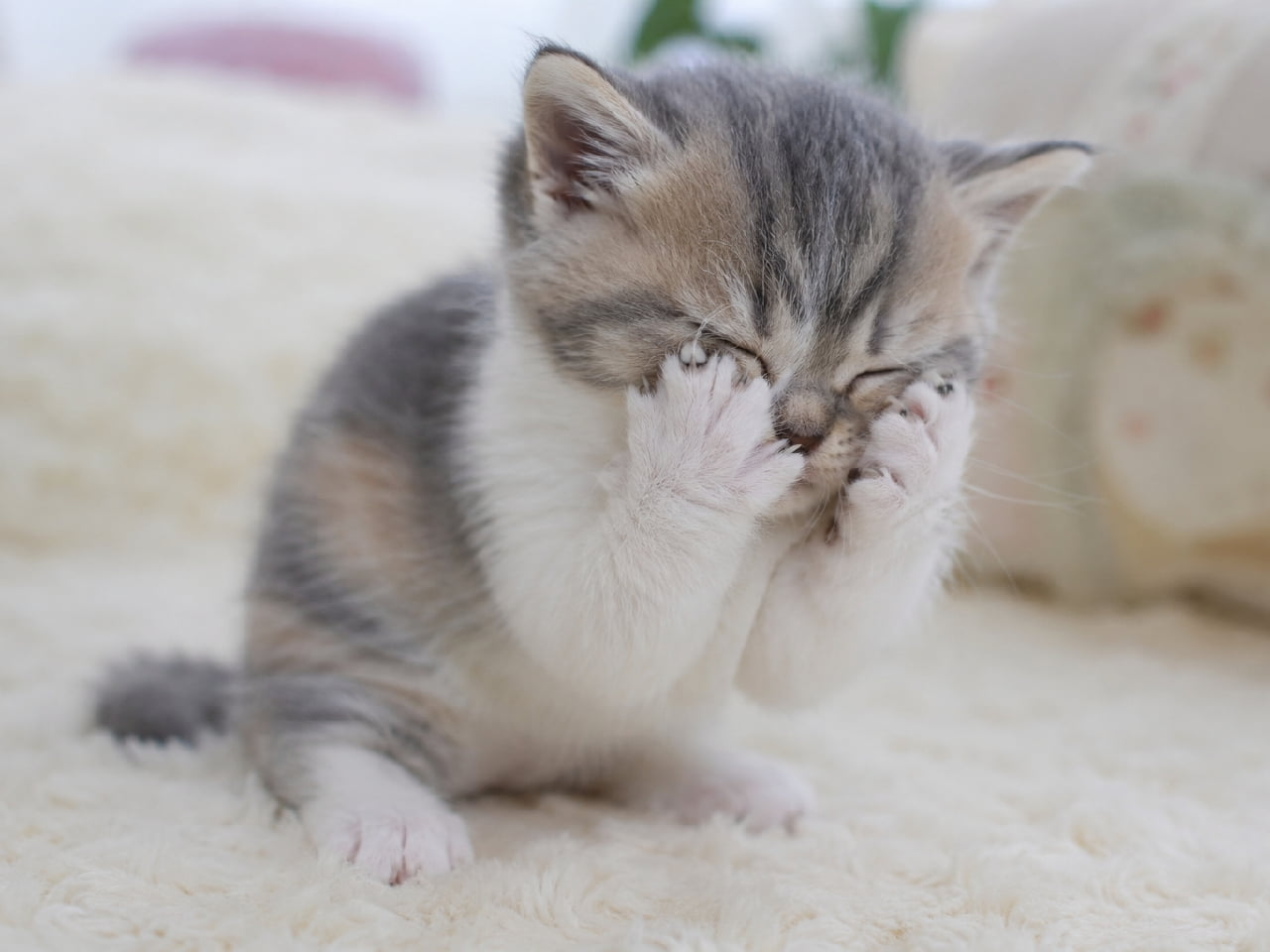 「両手でお顔をゴシゴシ🐾一生懸命キレイキレイする子猫の姿に、日々の疲れも吹き飛びますね☁️💕 #マンチカン #にゃんすたぐらむ #猫好きさんと繋がりたい #子猫のいる暮らし」Ultra-realistic high-quality photograph of a dilute calico kitten washing its face with both front paws on a soft white shag rug. Its tightly closed eyes and fluffy pastel-colored baby fur are enveloped in bright, gentle natural light. 柔らかな白いシャギーラグの上で、両前足を使って顔をゴシゴシと洗っているダイリュートキャリコ(淡い三毛)の子猫の高画質写真。目をギュッと閉じたあどけない表情と、淡いグレーやオレンジが混ざったフワフワの産毛が、明るく優しい自然光に包まれています