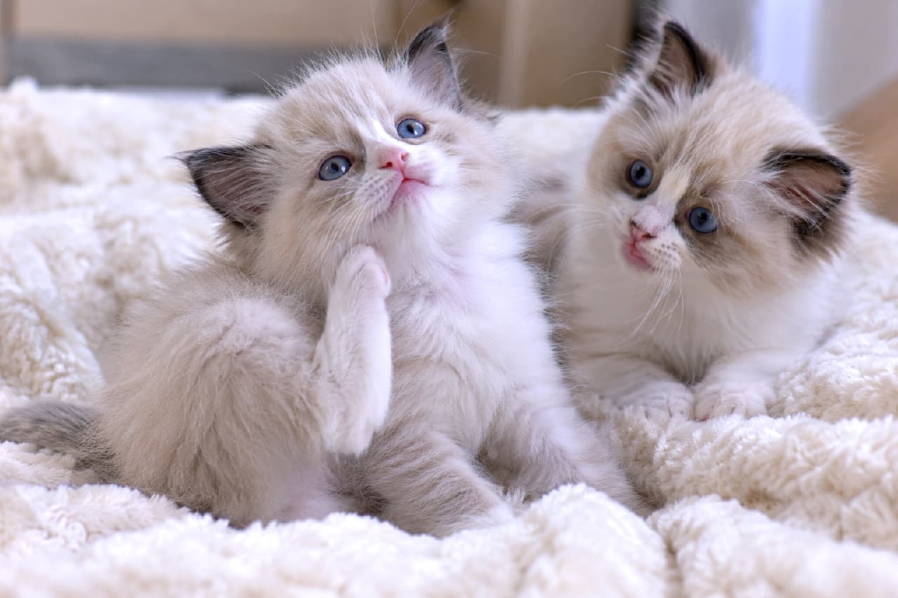 「小さな後ろ足で一生懸命カキカキ🐾 お隣の子も気になっちゃう仲良しツーショットに癒やされますね💕 #ラグドール #にゃんすたぐらむ #猫好きさんと繋がりたい #子猫のいる暮らし」Ultra-realistic high-quality photograph of two Ragdoll kittens resting on a fluffy white blanket. The kitten on the left, with bright blue eyes, is adorably scratching its neck with its tiny paw. Soft, warm lighting beautifully highlights the silky texture of their fur. ふわふわの白い毛布の上でくつろぐ、ラグドールの子猫2匹。左側の子猫が青い瞳を輝かせながら、小さな足で一生懸命に首元を掻いている愛らしいポーズ。柔らかく温かみのある光が、シルクのような被毛の質感を美しく際立たせています