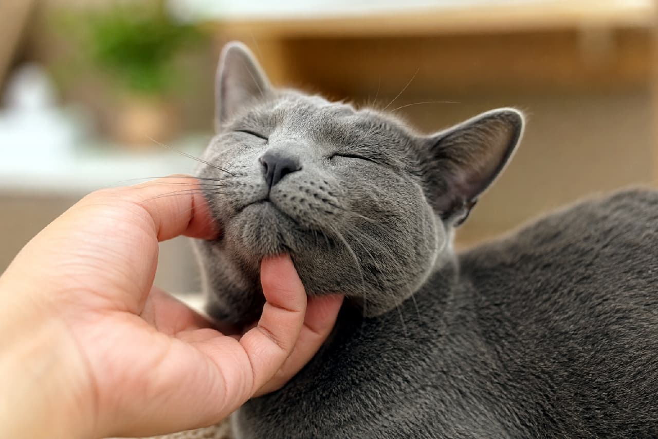 「あご下をナデナデされて至福のスマイル💕飼い主さんだけに見せるご満悦な表情に癒やされちゃいますね✨ #ロシアンブルー #にゃんすたぐらむ #猫好きさんと繋がりたい #猫のいる暮らし」Ultra-realistic high-quality photograph of a Russian Blue cat smiling happily with its eyes narrowed as its chin is gently scratched by its owner's hand. Its signature silver-blue short coat and "Russian smile" stand out in a bright living room setting with a beautifully blurred background. 飼い主の手によって優しくあご下を撫でられ、目を細めて気持ちよさそうに微笑んでいるロシアンブルーの高画質写真。特有のシルバーブルーに輝く短い被毛と、口角がスッと上がった「ロシアンスマイル」が、背景が美しくボケた明るいリビングルームの情景の中で際立っています