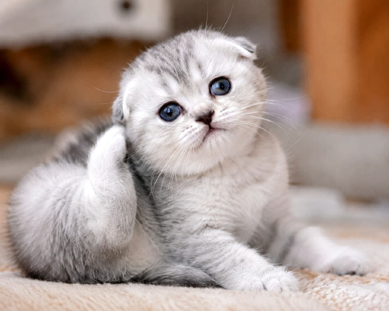 「後ろ足でカキカキする絶妙なポーズ🐈💨 まん丸な青いおめめで見つめられたら、疲れも吹き飛びますね💖 #スコティッシュフォールド #にゃんすたぐらむ #猫好きさんと繋がりたい #子猫のいる暮らし」Ultra-realistic high-quality photograph of a Scottish Fold kitten scratching behind its ear with its left hind leg on a light brown carpet. It features folded ears, a rounded face, and clear blue eyes, with its beautiful silver-toned fur illuminated by soft indoor lighting, creating a warm atmosphere. 淡いブラウン系のカーペットの上で、左後ろ足を使って耳の後ろを掻いているスコティッシュフォールドの子猫。折れ耳と丸みを帯びた輪郭、透き通るような青い瞳が特徴的で、シルバー系の美しい被毛が柔らかい室内の光に照らされ、温もりのある空間を演出