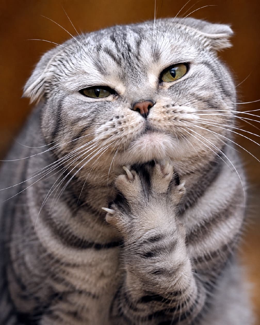 「前足を器用に使ってアゴをスリスリ🐾ちょっぴり渋くて味のあるドヤ顔がクセになる猫様です👑 #スコティッシュフォールド #にゃんすたぐらむ #猫好きさんと繋がりたい #猫のいる暮らし」Ultra-realistic high-quality photograph of a silver tabby Scottish Fold resting its chin on its curled left front paw to gently scratch it. Its folded ears and slightly narrowed olive-green eyes create a charmingly sophisticated expression against a calm brown background. シルバータビーの美しい縞模様を持つスコティッシュフォールドが、折り曲げた左前足に顎を乗せて優しく掻いている高画質写真。折れ耳と少し細められたオリーブグリーンの瞳が渋くも愛らしい表情を作り出し、落ち着いたブラウン系の背景が被写体を引き立てています