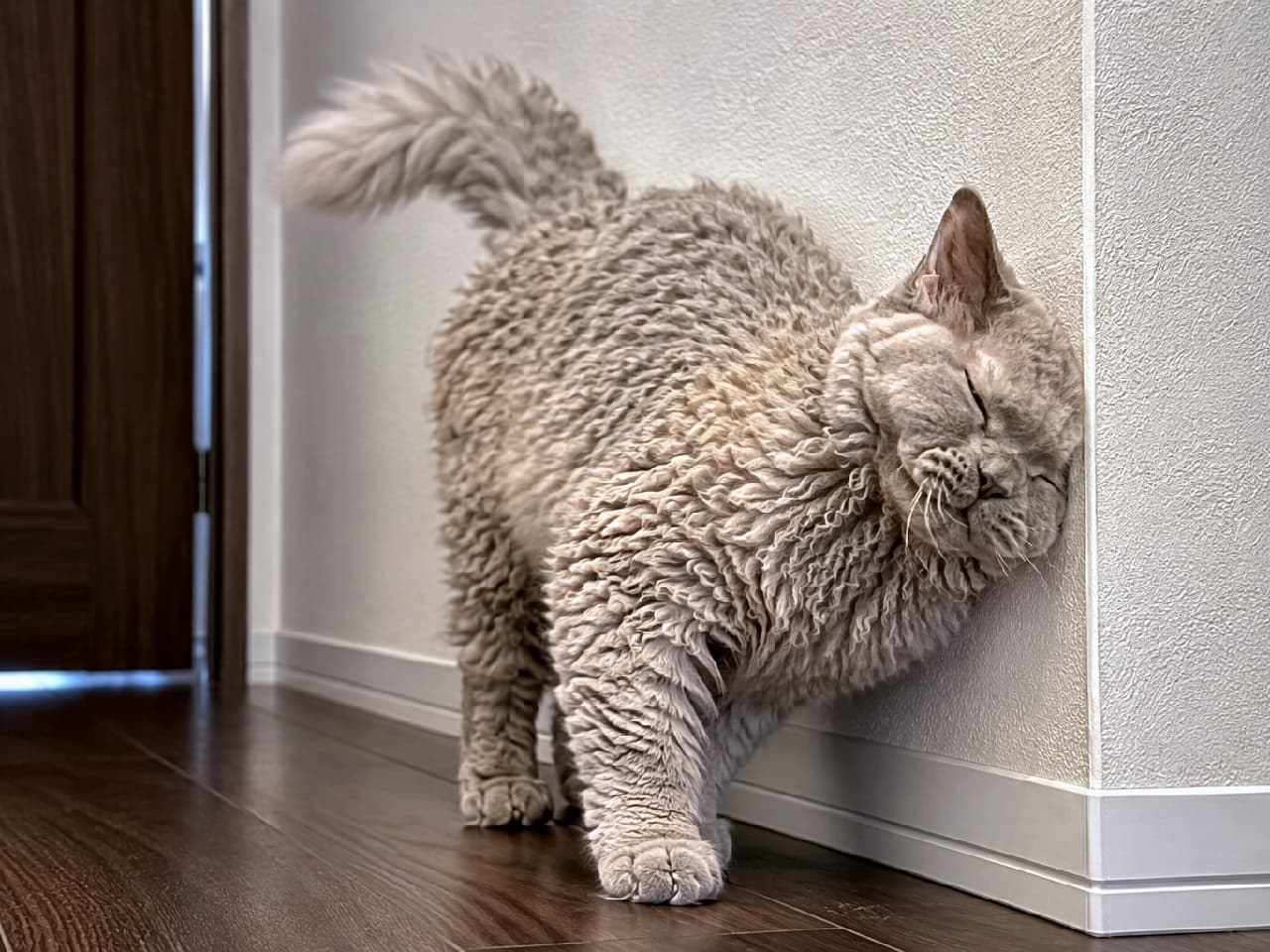 「壁の角は最高のスリスリポイント🐈💨羊さんみたいなもこもこカールヘアが個性的で素敵ですね✨ #セルカークレックス #にゃんすたぐらむ #猫好きさんと繋がりたい #猫のいる暮らし」Ultra-realistic high-quality photograph of a curly-haired cat, resembling a Selkirk Rex, happily rubbing its face against the corner of a white interior wall with closed eyes. The unique texture of its pale fawn, sheep-like curly fur and sturdy build are realistically depicted in a hallway with wooden floors. 室内の白い壁の角に顔を擦り付けて気持ちよさそうに目を閉じる、セルカークレックスのような巻き毛の猫の高画質写真。淡いフォーンカラーの羊のようにカールした独特の被毛の質感と、どっしりとした体つきが、フローリングの廊下でリアルに描写されています