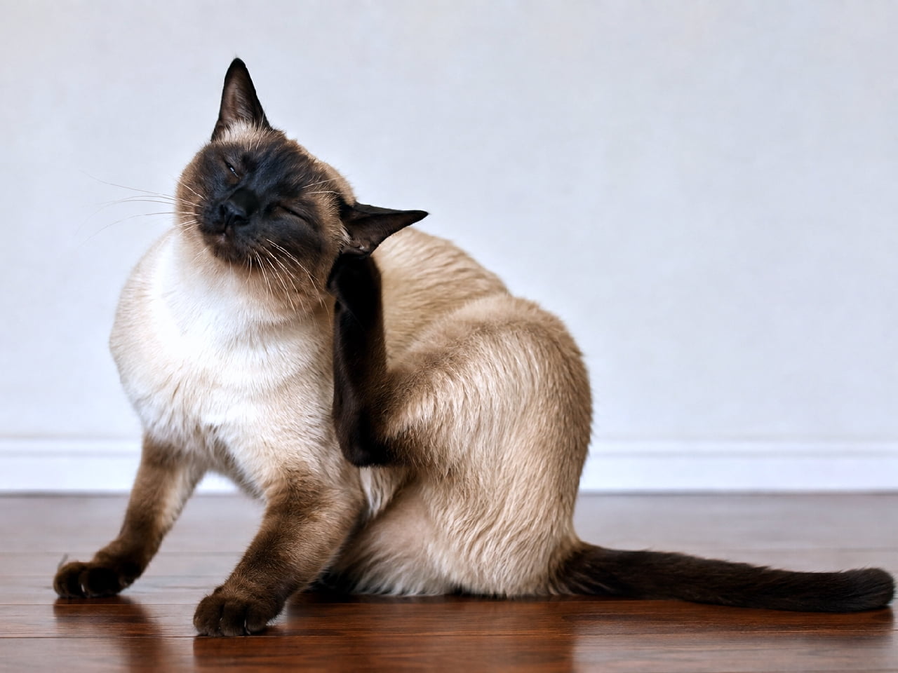 「「んん〜、そこそこ!」😻 耳の後ろをカキカキして至福の表情のシャム猫ちゃん🐾 この無防備なお顔、たまらないですよね✨ #シャム猫 #にゃんすたぐらむ #猫好きさんと繋がりたい #子猫のいる暮らし」Ultra-realistic high-quality photograph of a Siamese cat with beautiful seal point coloring, sitting on a warm wooden floor and scratching behind its left ear with its hind leg. The cat's eyes are narrowed in bliss, and soft natural light highlights the smooth texture of its coat against a simple white wall background. 艶やかなダークブラウンのポイントカラーが美しいシャム猫が、温かみのあるブラウンのフローリング上で、左後足を使って気持ちよさそうに耳の後ろを掻いている様子。目を細めた至福の表情と、柔らかく差し込む自然光が滑らかな被毛の質感を際立たせ、背景のシンプルな白い壁が被写体の存在感を美しく引き立てています