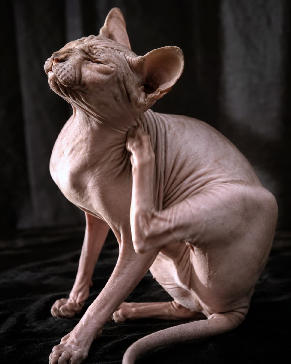 「闇夜に浮かぶ芸術的なシルエット🐈⬛✨無心でカキカキするギャップと美しいしわの質感から目が離せません👀 #スフィンクス #にゃんすたぐらむ #猫好きさんと繋がりたい #猫のいる暮らし」Ultra-realistic high-quality photograph of a Sphynx cat scratching its neck with its left hind leg against a dark, heavy background. The dramatic lighting beautifully highlights the unique wrinkles and supple muscles of this hairless breed like a sculpture. 重厚な黒い背景の中、左後ろ足で首元を力強く掻いているスフィンクス猫の高画質写真。被毛を持たない品種ならではの美しい皮膚のしわやしなやかな筋肉が、ドラマチックなローキー照明によって彫刻のように美しく浮かび上がっています
