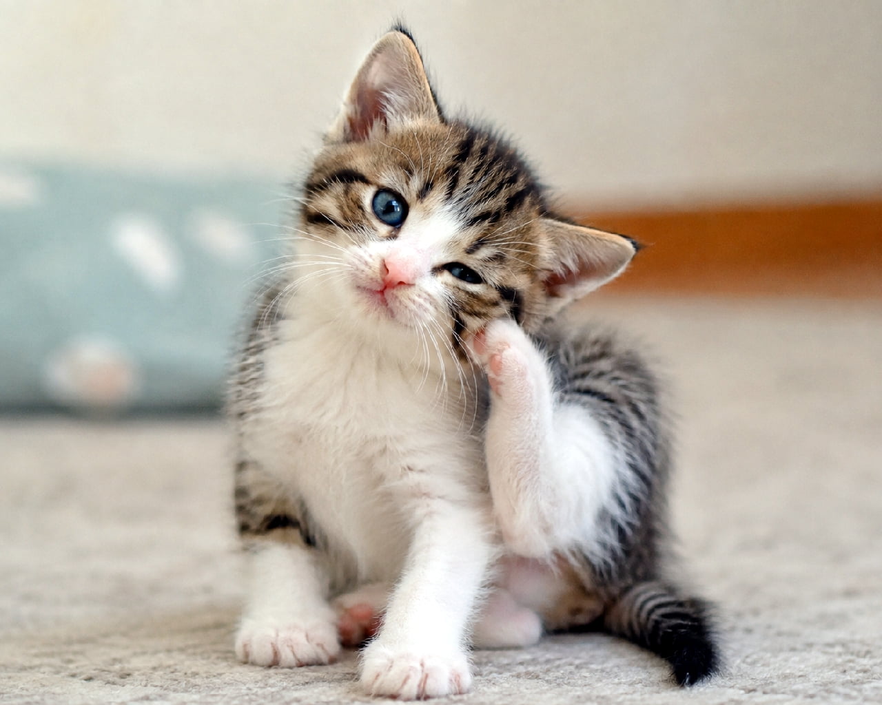 「小さな前足でほっぺをカキカキ🐾カメラ目線のあどけないお顔がたまらなく可愛い子猫ちゃんです💕 #カイカイ練習中 #にゃんすたぐらむ #猫好きさんと繋がりたい #子猫のいる暮らし」Ultra-realistic high-quality photograph of a tabby and white kitten scratching its cheek with its tiny left front paw on a soft beige carpet. Its clear blue eyes gaze at the camera, with a blurred cushion in the background conveying a peaceful everyday scene. 柔らかいベージュのカーペットの上で、キジ白模様の子猫が小さな左前足で頬を掻いている様子を捉えた高画質写真。澄んだ青い瞳でカメラを見つめる愛らしい表情と、背景にぼんやり映るクッションが穏やかな日常の情景を豊かに表現