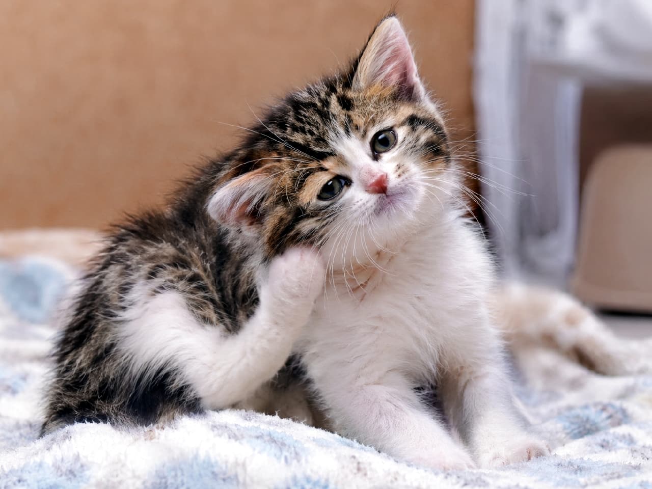 「カキカキしながらチラリとカメラ目線👀✨もこもこの毛布と子猫の組み合わせは最強の癒やしですね💖 #カイカイ練習中 #にゃんすたぐらむ #猫好きさんと繋がりたい #子猫のいる暮らし」Ultra-realistic high-quality photograph of a fluffy tabby and white kitten scratching its neck with its left hind leg on a soft fleece blanket. The warm lighting highlights its delicate baby fur and innocent, clear eyes, creating a gentle indoor atmosphere. ふんわりとした起毛素材のブランケットの上で、キジ白模様の長毛系の子猫が左後ろ足を使って首元を掻いている愛らしい高画質写真。あどけない表情でこちらを見つめる澄んだ瞳と、柔らかく逆立った産毛に差し込む温かな光が、優しく穏やかな室内空間を演出