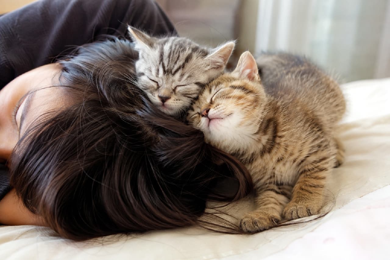 「飼い主さんの髪の毛をベッドにしてスヤスヤ💤絶対的な信頼を感じる幸せいっぱいの寝顔ですね💖 #スリスリ #にゃんすたぐらむ #猫好きさんと繋がりたい #子猫のいる暮らし」Ultra-realistic high-quality photograph of two tabby kittens (silver and brown) peacefully sleeping snugly on their sleeping owner's dark hair. The soft indoor light gently illuminates their closed eyes and fluffy fur, conveying a deep bond and affection. ベッドに横たわる飼い主の黒髪の上にぴったりと寄り添い、安心しきった表情で眠る2匹のキジトラ子猫(シルバーとブラウン)の高画質写真。柔らかな室内光が子猫たちのスヤスヤと閉じた目元やモフモフの被毛を優しく照らし、飼い主との深い絆と愛情を感じさせる情景