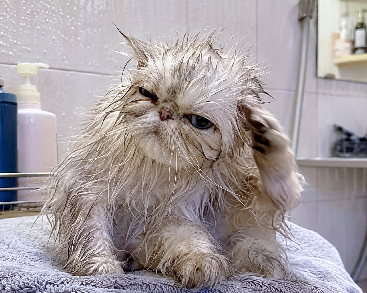 「「お風呂なんて聞いてないニャ…」😾 濡れた毛と渋いお顔のギャップが最高に推せるバスタイムの1コマ🧴 #ペルシャ #にゃんすたぐらむ #猫好きさんと繋がりたい #猫のいる暮らし」Ultra-realistic high-quality photograph of a wet Persian cat in a tiled bathroom, scratching its ear with its left hind leg after a bath. It has a charming flat-faced appearance with a strikingly grumpy gaze. Blurred shampoo bottles and a mirror in the background convey a realistic, everyday lifestyle setting. タイル張りのバスルームで、お風呂上がりの濡れた被毛を乾かす間もなく左後ろ足で耳を掻いているペルシャ猫。鼻ぺちゃの愛嬌ある顔立ちに、少し不機嫌そうな鋭い眼差しが印象的。背景にぼんやりとシャンプーボトルや鏡が写り込み、生活感のあるリアルな状況を伝えています