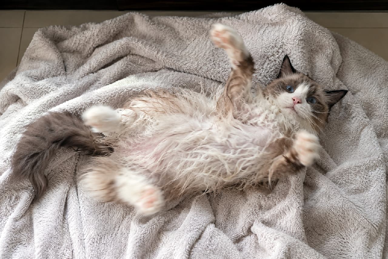 「お風呂上がりのゴロンゴロンタイム🐾前足で一生懸命お顔を拭こうとする姿に癒やされちゃいますね💙 #ラグドール #にゃんすたぐらむ #猫好きさんと繋がりたい #猫のいる暮らし」Ultra-realistic high-quality photograph of a wet Ragdoll cat lying on its back on a fluffy grey towel, scratching its face with its front paws. Its sapphire blue eyes and the texture of its wet, clumped fur are realistically depicted in bright natural light. ふかふかのグレーのタオルの上で、仰向けになって前足をバタつかせながら顔周りを掻く濡れたラグドールの高画質写真。サファイアブルーの瞳と濡れて束になった被毛の質感が、明るい自然光の中でリアルに描写されています