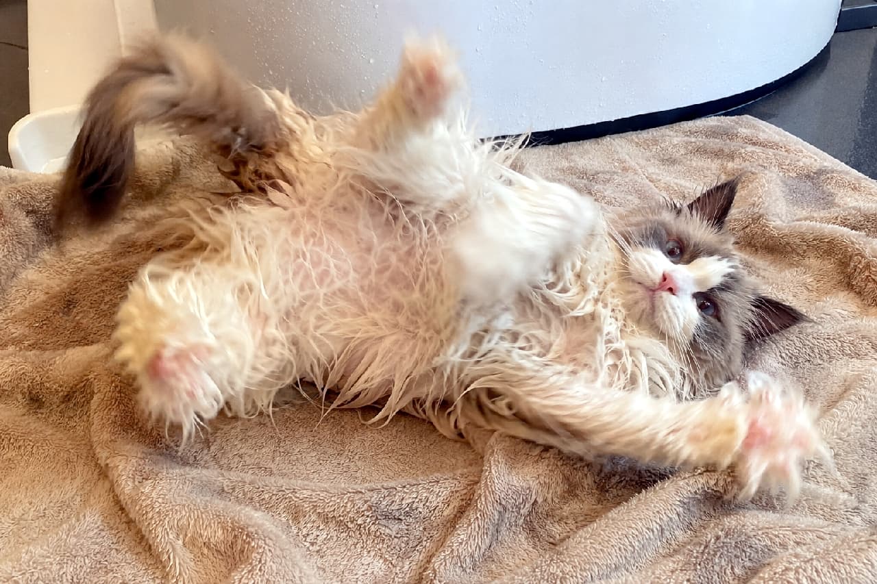 「「早く乾かしてニャ〜」😿前足をパーッと広げて仰向けになるお風呂上がりの姿が最高に可愛いです✨ #ラグドール #にゃんすたぐらむ #猫好きさんと繋がりたい #猫のいる暮らし」Ultra-realistic high-quality photograph of a wet Ragdoll cat rolling on its back and stretching its front paws on a camel-colored towel in a bathroom. Its slightly puzzled expression with blue eyes, soft belly fuzz, and wet fur stand out in the everyday setting. バスルームのキャメル色のタオルの上で、仰向けに転がり前足を大きく伸ばす濡れたラグドールの高画質写真。少し困ったような表情で見つめる青い瞳と、お腹の柔らかな産毛、濡れた被毛のコントラストが生活感あふれる空間に映えています