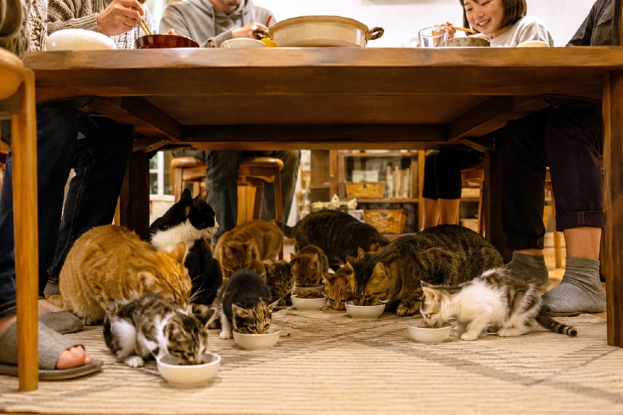 「上のお鍋も美味しそうだけど、僕たちのご飯も最高だニャ😸🍴みんなで一緒に食べる晩ご飯は格別だね！ #芋煮会 #にゃんすたぐらむ #猫好きさんと繋がりたい #猫のいる風景」Ultra-realistic high-quality photograph of a group of cats, including ginger, tuxedo, and tabby, eating from their bowls under a dining table while a family enjoys a hot pot meal above. The warm indoor lighting beautifully captures the soft curves of the cats' backs and their peaceful coexistence with humans. 家族が鍋料理を楽しむダイニングテーブルの下で、ずらりと円を描くように並んで一斉にご飯を食べる茶トラ、ハチワレ、キジトラなどの日本猫たち。暖かな室内の照明が猫たちの柔らかな背中の丸みや毛並みを照らし出し、人間と猫の幸せな共生空間を温かく描いた高画質写真