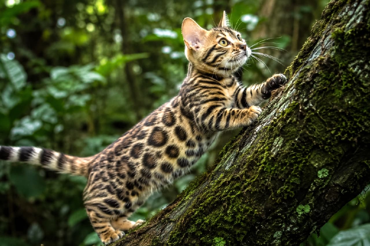 「野生みあふれる美しいヒョウ柄でジャングルを探検!🐾 短いおててで力強く木に登る姿から目が離せないよ✨ #ベンガルMIX #マンチカン #猫好き」Ultra-realistic high-quality wildlife photograph of a short-legged Bengal and Munchkin MIX cat climbing a large, moss-covered tree trunk in a dense jungle. The cat features vibrant, distinct rosette markings and sharp yellow-green eyes looking upward with intense focus. Natural dappled light beautifully highlights the rich textures of its coat and the green moss, with the lush, leafy background rendered in a soft, atmospheric blur. 鬱蒼と茂るジャングルの奥深くで、鮮やかな緑の苔がびっしりと覆う太い木の幹を登るベンガルとマンチカンのMIX猫。くっきりとした美しいロゼット(ヒョウ柄)模様の被毛と、力強く踏ん張る短い手足が特徴的。木漏れ日のような自然光を浴びて輝くイエローグリーンの瞳は上方を真っ直ぐに見据え、野生の本能を感じさせる。被写体である猫の毛並みにシャープにピントが合い、背景のシダ植物や木々の緑が美しくボケている、高画質な野生動物風の写真