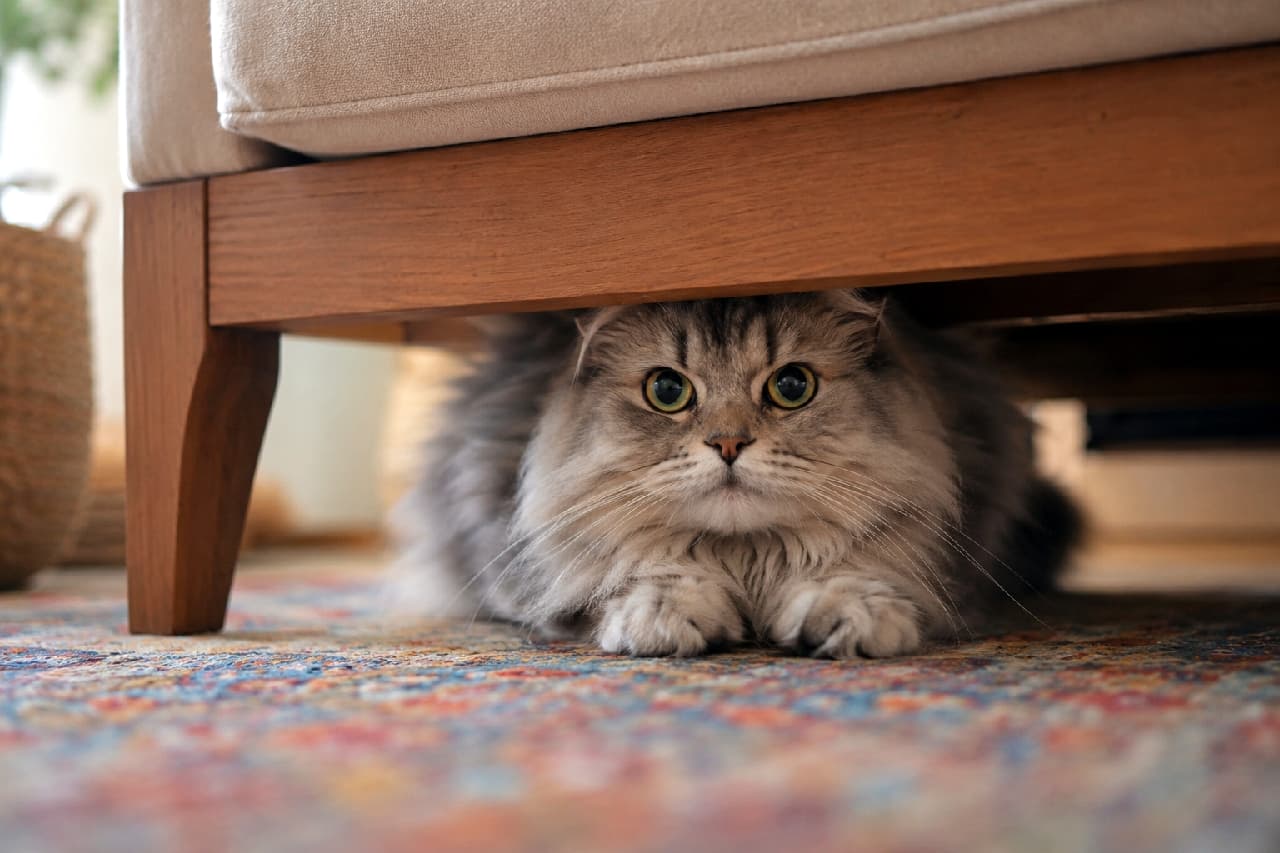 「ソファーの下から、まんまるお目目でご挨拶🌿このふわふわ感、たまらないですよね?🐾 一体何を見てるの?🤔」An ultra-realistic high-quality photograph from a low angle, showing a very fluffy long-haired MIX cat (possibly a Maine Coon and Munchkin cross, with thick silver-grey fur) peeking out with wide green-gold eyes from under the wooden frame and leg of a beige sofa. The cat's short front paws are visible on a colorful patterned rug. The scene is illuminated by soft natural light, highlighting the rich textures of the fur and wood. The background reveals a cozy living room with a woven basket and furniture, out of focus. 木製ソファーの脚と幕板の下の暗がりから、ふわふわで厚い被毛を持つ長毛のMIX猫(メインクーン×マンチカンを思わせる、シルバー系の毛並み)が、まんまるな緑がかった瞳でこちらをじっと見つめている。短い前脚を揃え、カラフルな織物の絨毯の上に座っている。柔らかい自然光が差し込み、猫の毛並みの質感とソファーの木の木目を際立たせている。背景には、織物のバスケットや他の家具がぼんやりと見え、居心地の良いリビングの雰囲気が伝わる