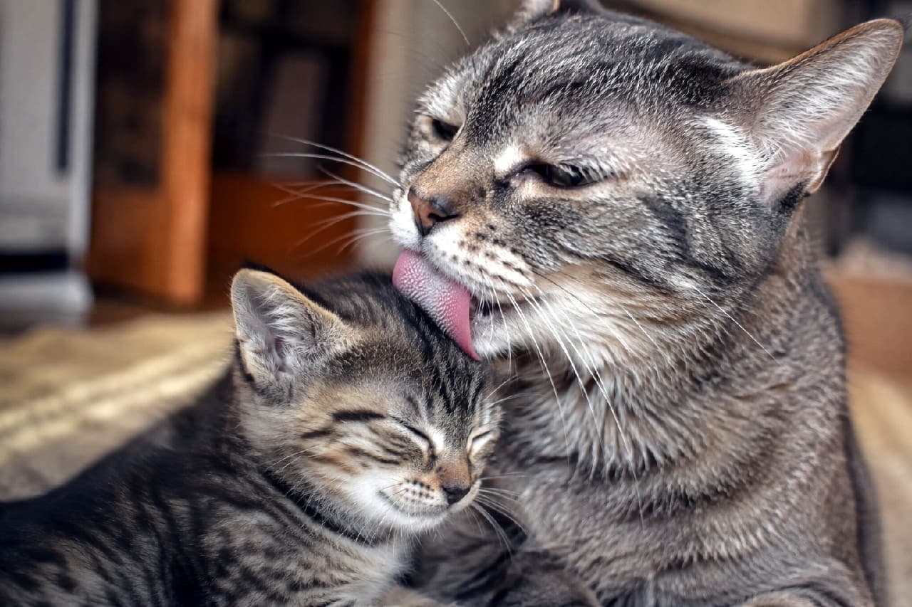 「綺麗にしてあげるからね👅💕小さな子猫を優しく毛づくろいするシニア猫さんの深い愛情にほっこりします🐈✨ #老猫」Ultra-realistic high-quality photograph of a senior brown tabby cat affectionately grooming a small brown tabby kitten's head with its textured tongue. Both cats have peaceful expressions with soft indoor background blur. 小さなキジトラの子猫の頭をザラザラした舌で優しく毛づくろいしてあげる高齢のキジトラ猫。シニア猫の落ち着いた表情と、目を閉じて気持ちよさそうに身を委ねる子猫の対比が美しい。背景は室内で柔らかくボケている