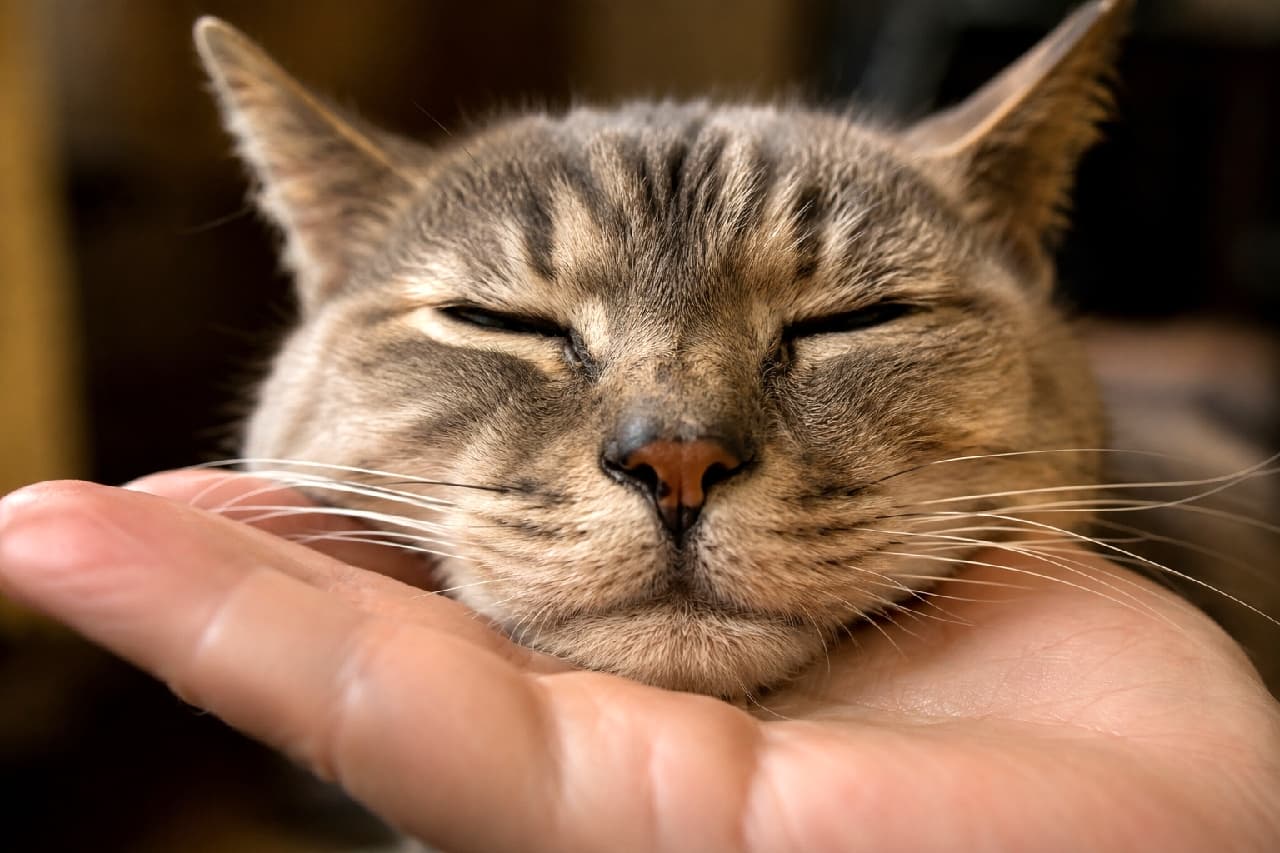 「大好きな手のひらが最高のベッド💕飼い主さんに身を委ねるキジトラさんの姿に胸が温かくなりますね🐾 #老猫 #絶対的な信頼」Ultra-realistic high-quality photograph of a senior brown tabby cat resting its chin on a human hand, eyes closed in complete trust and peace, showing highly detailed fur and whiskers. 飼い主の優しい手のひらに顎を乗せ、安心しきった様子で目を閉じて眠る高齢のキジトラ猫の顔のアップ。細かな縞模様や白いおひげ、少し色褪せた被毛の質感が極めてリアルに描写されている