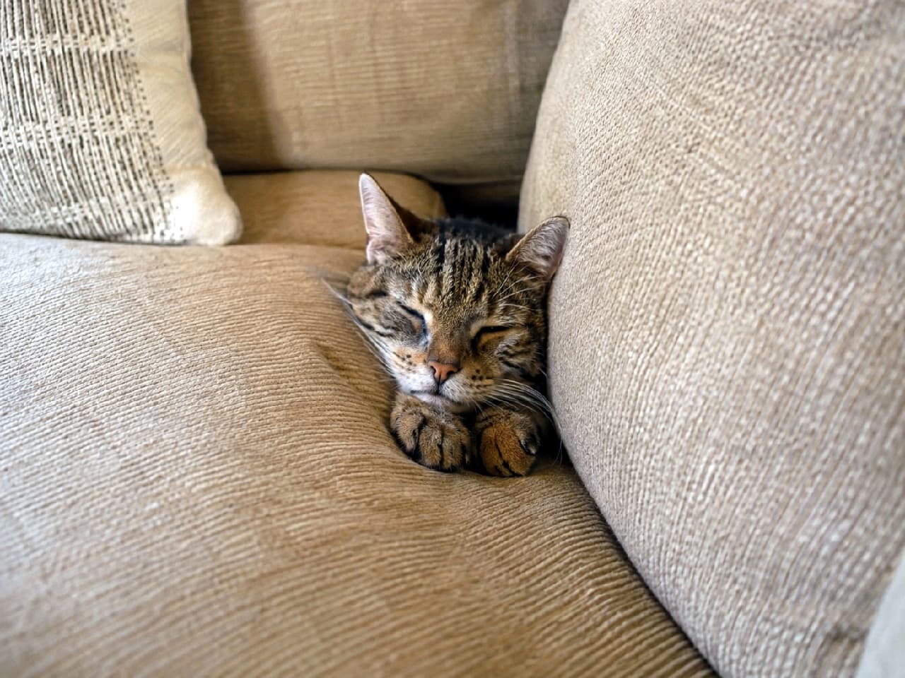 「クッションの隙間が一番落ち着く特等席🛋️💤おててを揃えてスヤスヤ眠るキジトラさんに癒やされますね🐈✨ #老猫」Ultra-realistic high-quality photograph of a senior brown tabby cat sleeping peacefully, squeezed tightly between two ribbed beige sofa cushions, with its paws tucked neatly in front under soft natural light. リブ素材のベージュのソファクッションの間にすっぽりと挟まり、前足を揃えて熟睡する高齢のキジトラ猫。黒と茶色の美しい縞模様の被毛が柔らかい自然光に照らされ、穏やかに目を閉じた安心しきった表情がリアルに描写されている