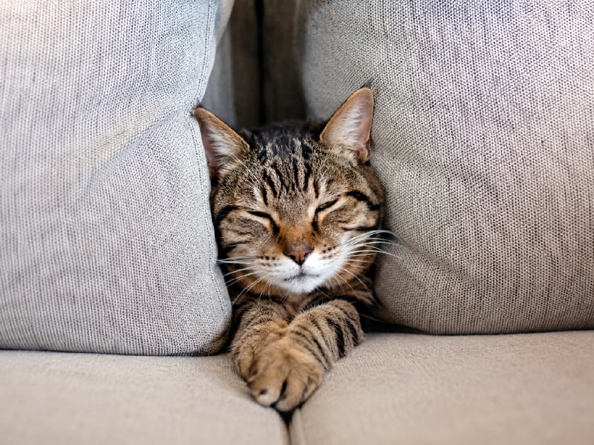 「どうしてそこに挟まっちゃったの🛋️🐾隙間にフィットして満足げなキジトラさんのマイペースっぷりが最高🐈✨ #老猫」Ultra-realistic high-quality photograph of a senior brown tabby cat squeezed between grey fabric sofa cushions, extending its face and front paws forward with narrowed eyes. The detailed fur texture and relaxed, quirky pose are clearly captured. グレーのファブリックソファのクッションの隙間に顔と両前足を突き出して挟まり、目を細めている高齢のキジトラ猫。鼻筋の模様やヒゲ、シニア特有の落ち着いた毛並みが精細に描写され、ユニークでリラックスしたポーズをとっている