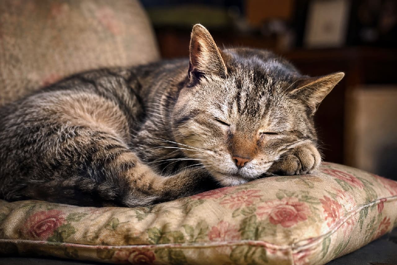 「お気に入りのクッションでぐっすり夢の中💤キジトラおばあちゃんの寝顔は最高の癒やしですね🌿 #老猫 #クッション」Ultra-realistic high-quality photograph of a senior brown tabby cat curled up and sleeping deeply on a vintage floral cushion. Soft lighting gently highlights the beautiful brown and black striped fur and peaceful face. 薄暗く落ち着いた室内で、色褪せたヴィンテージ調の花柄クッションの上で丸まって熟睡する高齢のキジトラ猫。茶色と黒の美しい縞模様の被毛に柔らかな光が落ち、完全に目を閉じた穏やかな寝顔