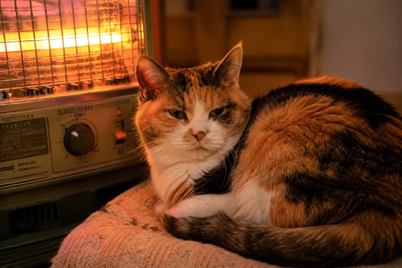 「ストーブの特等席は譲らないにゃ🔥ぬくぬく温まる三毛猫おばあちゃんの穏やかなお顔に癒やされます🐾 #老猫 #三毛猫」Ultra-realistic high-quality photograph of a senior calico cat sitting calmly on a blanket next to a vintage heater emitting warm orange light, with a relaxed and slightly sleepy expression. オレンジ色の温かな光を放つレトロなガスストーブのそばで、ブランケットの上に香箱座りをしてくつろぐ11歳以上の高齢の三毛猫。黒、茶、白の毛並みが光に照らされ、少し眠たげで穏やかな表情を浮かべている