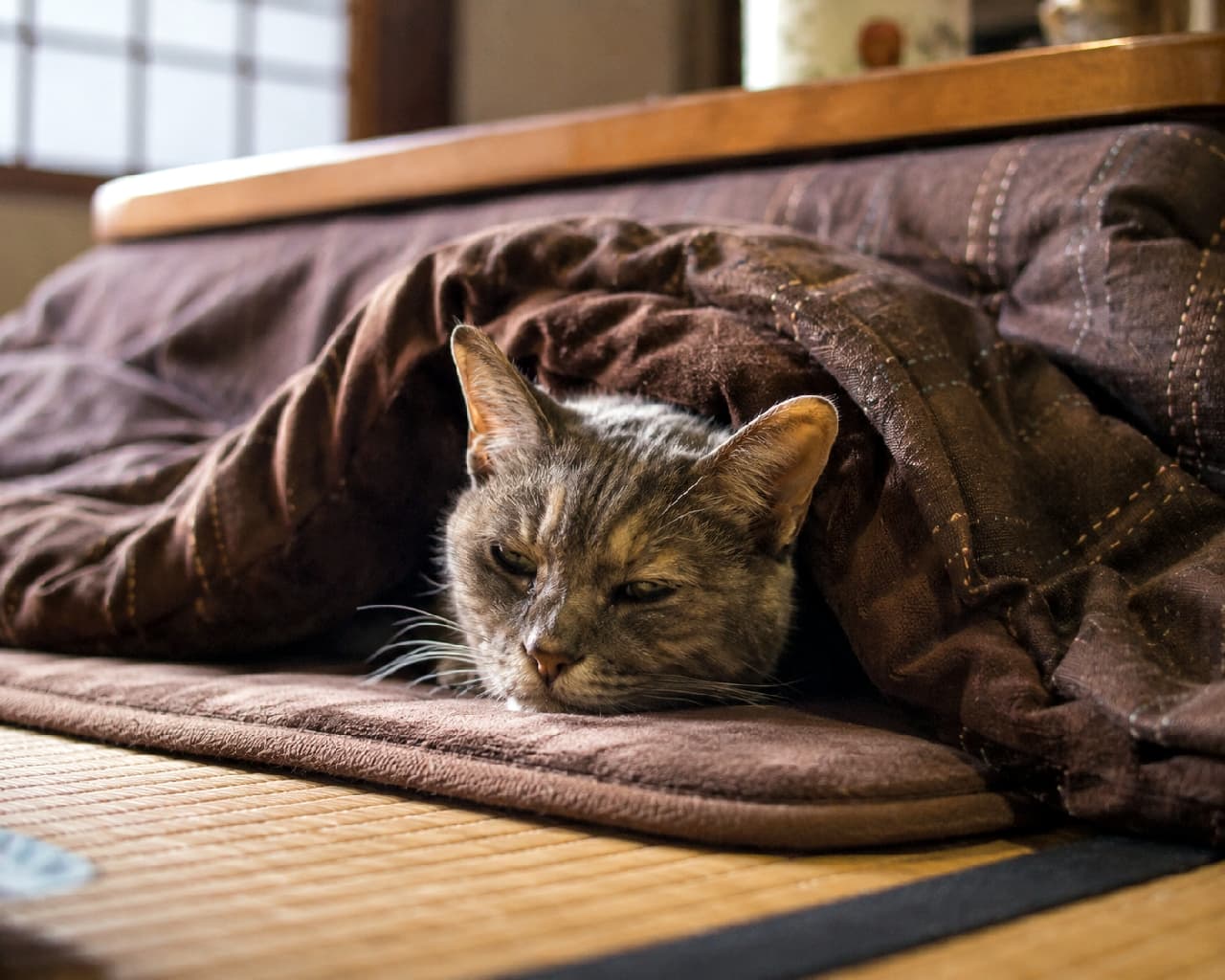 「こたつ布団のお布団で夢の中へ🐾高齢猫さんのとろけるようなお顔に、見ているこちらもほっこり🍵 #老猫 #こたつむり」Ultra-realistic high-quality photograph of a senior cat snuggled in a brown kotatsu blanket on tatami mats, peeking out with a half-asleep, serene expression. The slightly thinning fur details show realistic senior characteristics. 畳の敷かれた和室で、茶色いこたつ布団にすっぽりと包まれ、顔だけを出してうっとりとまどろむ高齢のサビ猫系の猫。被毛は少し薄くなり皮膚感が伝わるリアルな描写で、深い安らぎを感じさせる表情