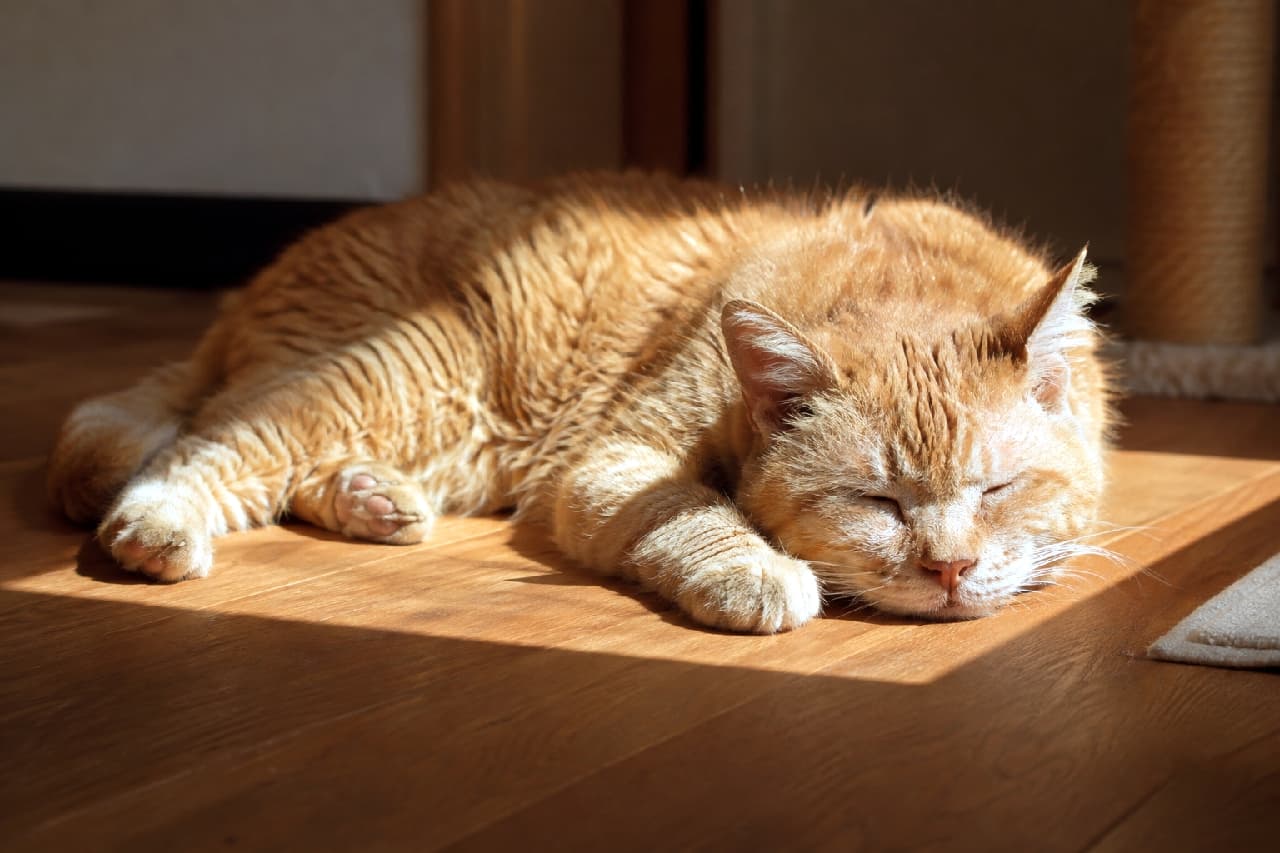 「ぽかぽか陽だまりでお昼寝タイム☀️茶トラおじいちゃんの幸せそうな寝顔を見ていると眠たくなってきますね💤 #老猫 #茶トラ」Ultra-realistic high-quality photograph of a senior ginger tabby cat sleeping deeply in a patch of sunlight on a wooden floor, its orange fur glowing golden in the natural light. よく晴れた日の窓辺で、フローリングの床に差し込む四角い陽だまりの中で気持ちよさそうに熟睡する高齢の茶トラ猫。ふっくらとしたオレンジ色の被毛が日光で黄金色に輝き、前足を伸ばした無防備なポーズをとっている