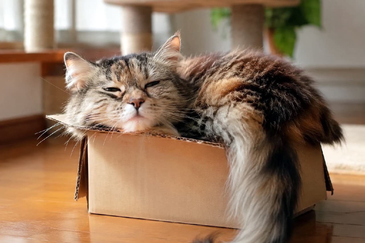 「どんな立派なベッドよりも、やっぱり段ボール箱が一番落ち着くにゃ📦💤箱入りシニア猫さんの至福の表情がたまりませんね✨ #老猫 #長毛猫」Ultra-realistic high-quality photograph of a senior longhair brown tabby cat relaxing snugly inside a small cardboard box in a brightly lit room. Soft natural light highlights its fluffy fur, while its half-closed green eyes and chin resting on the box edge convey deep relaxation. 窓際の明るい室内で、自分の体よりも少し小さな段ボール箱にすっぽりと収まってくつろぐ高齢の長毛キジトラ猫。細められた緑色の目と、箱の縁に乗せた顎が深いリラックス状態を表しており、豊かで美しいブラウンと黒の被毛が自然光に照らされてフワフワとした質感を際立たせている