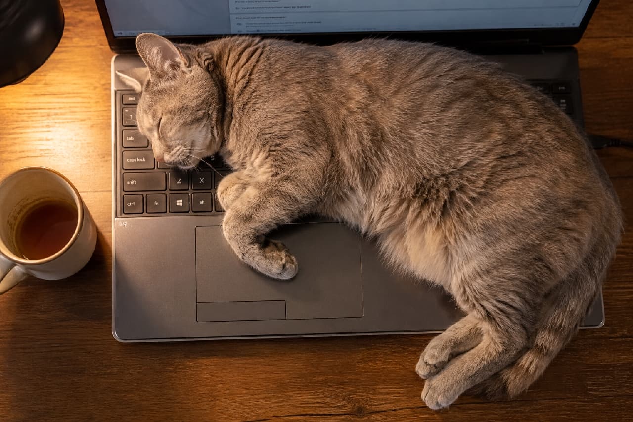 「お仕事はお休みして一緒に寝ようよ💻💤キーボードを占領しちゃうサバトラさんの可愛いお邪魔虫モード🐈✨ #老猫」Ultra-realistic high-quality photograph of a senior silver tabby cat sleeping soundly curled up on a laptop keyboard on a wooden desk. Warm orange light from a desk lamp illuminates its soft fur, with a mug of coffee placed to the left. 木製デスクに置かれたノートパソコンのキーボード上で丸くなって熟睡する高齢のサバトラ猫。柔らかなシルバーと黒の被毛がデスクランプの温かいオレンジ色の光に照らされている。左側にはコーヒーが入ったマグカップが置かれている