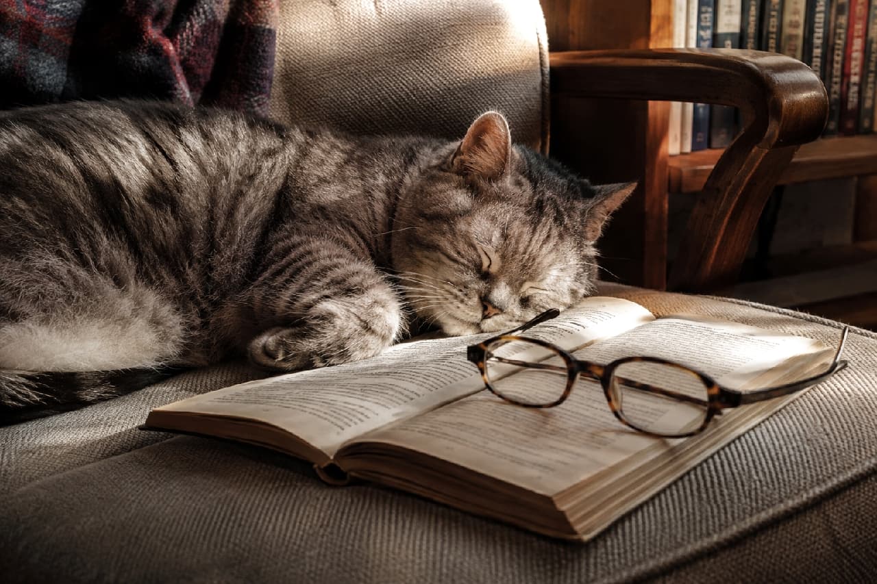 「読書の時間はいつの間にかお昼寝タイムに📚💤本と眼鏡に寄り添って眠るサバトラさんの知的な寝顔が素敵です🍁 #老猫」Ultra-realistic high-quality photograph of a senior silver tabby cat sleeping deeply, resting its head near an open vintage book and tortoiseshell glasses on a sofa illuminated by slanted sunlight. The detailed silver fur and the background bookshelf create a serene, intellectual, and nostalgic atmosphere. 窓から差し込む斜光に照らされたソファの上で、開かれた古い洋書とべっ甲柄の眼鏡に頭を乗せるようにして深く眠る高齢のサバトラ猫。細かなシルバーと黒の縞模様の被毛が光を受けて輝き、背景の仄暗い本棚と共に、静寂で知的な秋の午後のような雰囲気を醸し出している