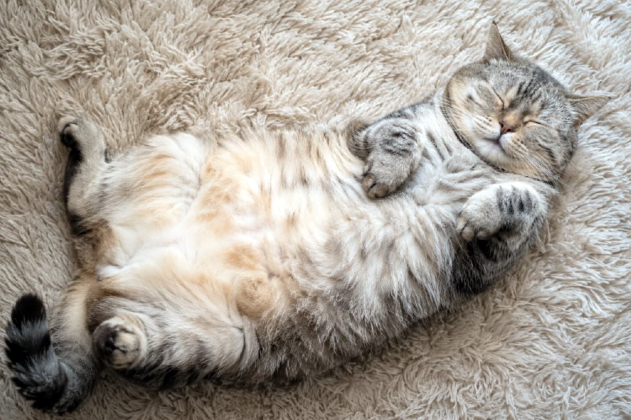 「安心しきった見事なへそ天ポーズ☁️🐾ふわふわラグに溶け込むぽっちゃりシニア猫さんの寝顔は世界を平和にしますね🕊️✨ #老猫 #へそ天」Ultra-realistic high-quality photograph of a chubby senior tabby cat sleeping completely belly-up in a vulnerable, relaxed pose on a fluffy beige shag rug. The highly detailed texture of its soft belly fur, pink nose, and tightly closed eyes convey ultimate peace and security. ベージュの毛足の長いふわふわとしたシャギーラグの上で、完全に仰向け(へそ天)になって無防備に熟睡しているぽっちゃり体型の高齢のキジトラ猫。ピンク色の鼻先とギュッと閉じた目、モフモフのお腹の柔らかな被毛の質感が極めてリアルに描写され、究極の安心感と平和を体現している
