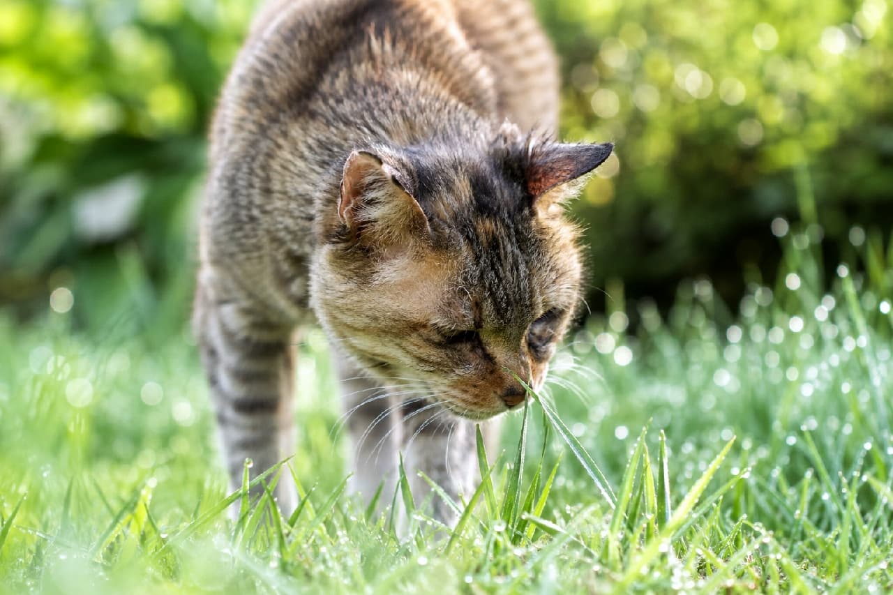 「お庭のパトロール中!朝露に濡れた草の匂いをクンクン🌿自然の中で過ごすシニア猫さんの生き生きとした姿です🐾 #老猫 #くんくん」Ultra-realistic high-quality photograph of a senior tabby cat leaning down to intently sniff a blade of grass in a lush garden. Sparkling morning dew drops cover the green grass, and beautiful bokeh in the background highlights the crisp outdoor atmosphere and the cat's realistic aging details. キラキラと輝く朝露に濡れた緑の草むらで、頭を下げて一本の草の匂いを熱心に嗅いでいる高齢のキジトラ猫(サビ模様混じり)。少し色褪せた被毛の質感や、年齢を感じさせる顔立ちのディテールが鮮明に描写されており、背景の美しい玉ボケが自然の爽やかさを強調