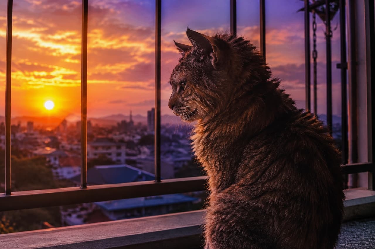 「綺麗な夕焼け空を見つめて、今日の思い出を振り返り中🌇シニア猫さんの哀愁漂う横顔に惹き込まれます✨ #老猫 #夕暮れ」Ultra-realistic high-quality photograph of a senior brown tabby cat sitting on a balcony, gazing out at a vibrant sunset sky filled with orange and purple hues over a city silhouette. Strong backlighting rims the cat's thick fur in gold, evoking a sense of quiet nostalgia and dignity. 鉄格子のベランダでお座りをして、オレンジと紫に染まる美しい夕焼け空と街のシルエットを静かに見つめる高齢のキジトラ猫。夕日の強い逆光が猫の横顔の輪郭と厚い被毛を黄金色に縁取り、長い年月を生きてきたシニア猫ならではの哀愁と風格を強く漂わせている