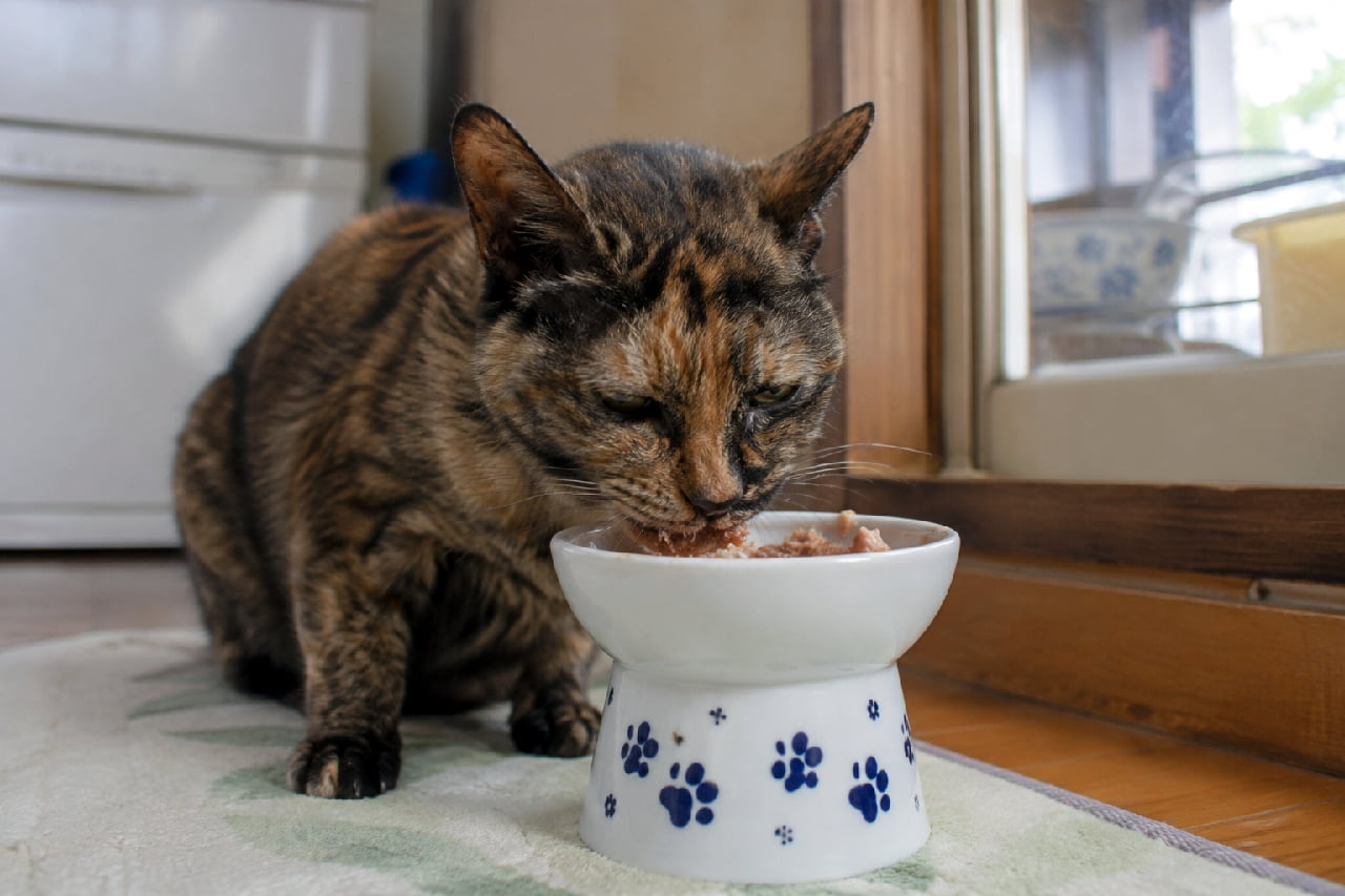 「お座りしてゆっくりご飯タイム🍚サビ猫おばあちゃん、高さのある器で今日も美味しく食べてね🐈✨ #老猫 #サビ猫」Ultra-realistic high-quality photograph of a senior tortoiseshell cat calmly eating from a raised ceramic bowl with blue paw prints on a traditional Japanese engawa. Natural light highlights her black, brown, and orange fur. 障子のある昔ながらの縁側で、青い肉球柄の高さのある陶器ボウルからご飯を食べる高齢のサビ猫。黒、茶、オレンジが混ざったサビ柄の被毛が自然光に照らされ、落ち着いた表情でもぐもぐと食事をしている