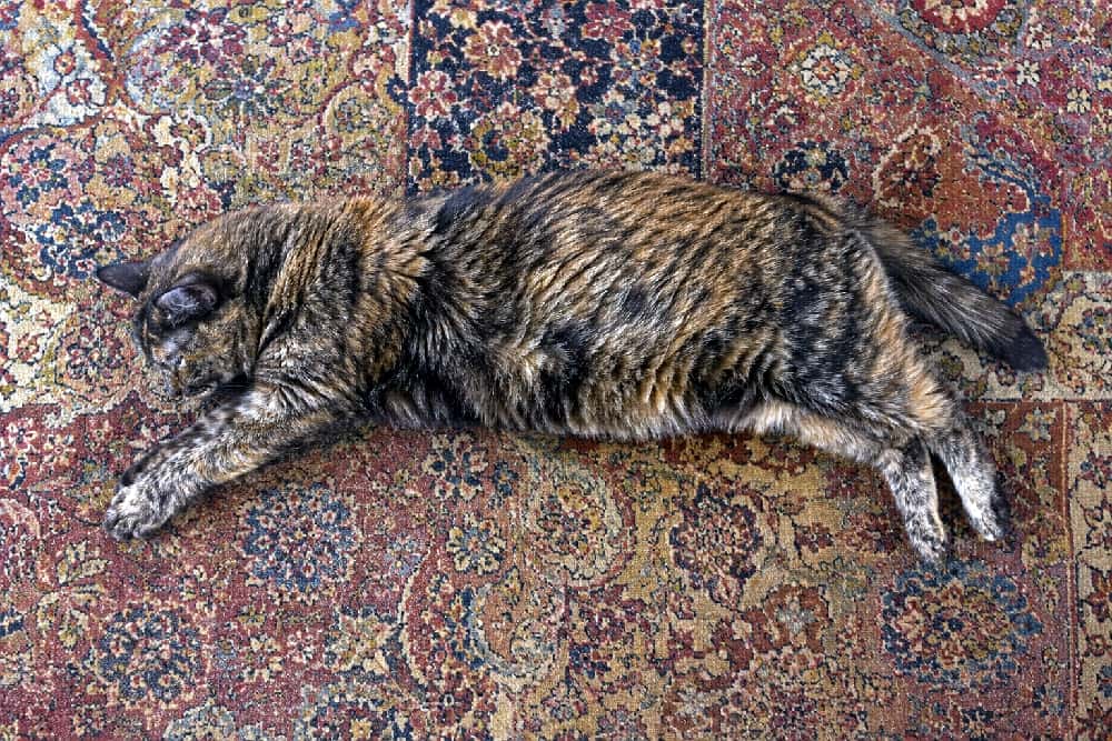 「綺麗な絨毯の模様に同化しちゃってるかも?🐈💤おしゃれな空間でマイペースに眠るサビ猫さんです🌿 #老猫 #サビ猫」Ultra-realistic high-quality top-down photograph of a senior tortoiseshell cat sleeping on its side on an intricately patterned Persian rug. The cat's mottled black and brown fur blends beautifully with the antique textile design. クラシックで複雑な柄のペルシャ絨毯の上で、横向きに寝そべって熟睡する高齢のサビ猫を真上から捉えた俯瞰ショット。黒と茶色が複雑に混じり合った被毛が絨毯のアンティークな模様と美しく調和している