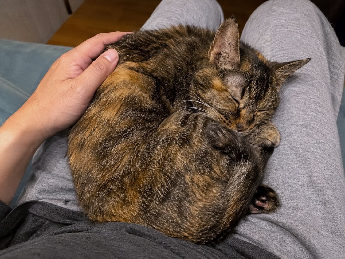 「大好きな飼い主さんの膝の上が一番の特等席🐾優しい手の温もりを感じてスヤスヤ眠る姿に癒やされますね✨ #老猫 #サビキジ猫」Ultra-realistic high-quality photograph of a senior tortoiseshell tabby cat sleeping curled up safely on its owner's lap. A gentle human hand rests on its back, highlighting the warm bond and the detailed texture of its aging fur. 飼い主のグレーのスウェットの膝の上で、小さく丸まって安心しきって眠る高齢のサビキジ猫。細かな茶色と黒の混ざった被毛はシニア特有の質感があり、背中に添えられた優しい人間の手が温かい絆を感じさせる情景