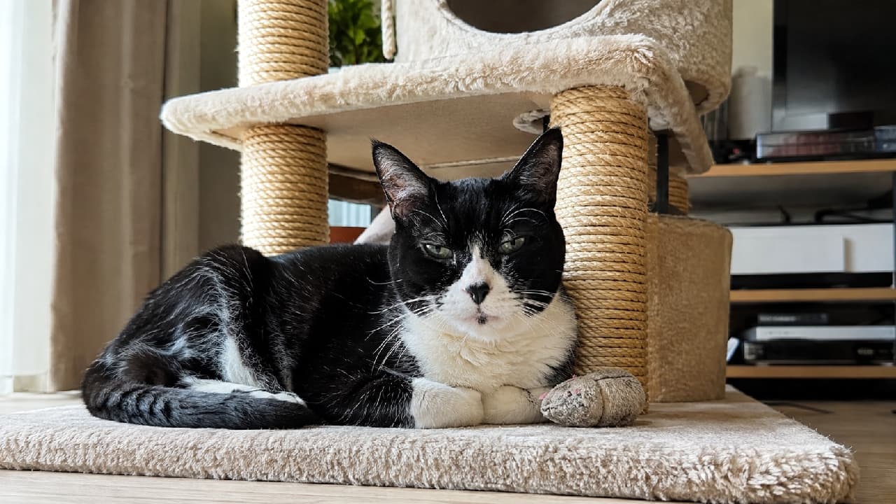 「お気に入りのおもちゃと一緒にキャットタワーでひと休み🐈⬛ハチワレおばあちゃんの落ち着いた眼差しが素敵です✨ #老猫 #はちわれ猫」Ultra-realistic high-quality photograph of a senior tuxedo cat resting at the base of a beige cat tower with a mouse toy, looking calmly at the camera with greenish eyes. 室内にあるベージュ色のキャットタワーの最下段で、ネズミのおもちゃを前足のそばに置いてくつろぐ高齢のハチワレ(タキシード)猫。白黒のコントラストが美しい毛並みで、緑がかった瞳で静かにこちらを見つめている