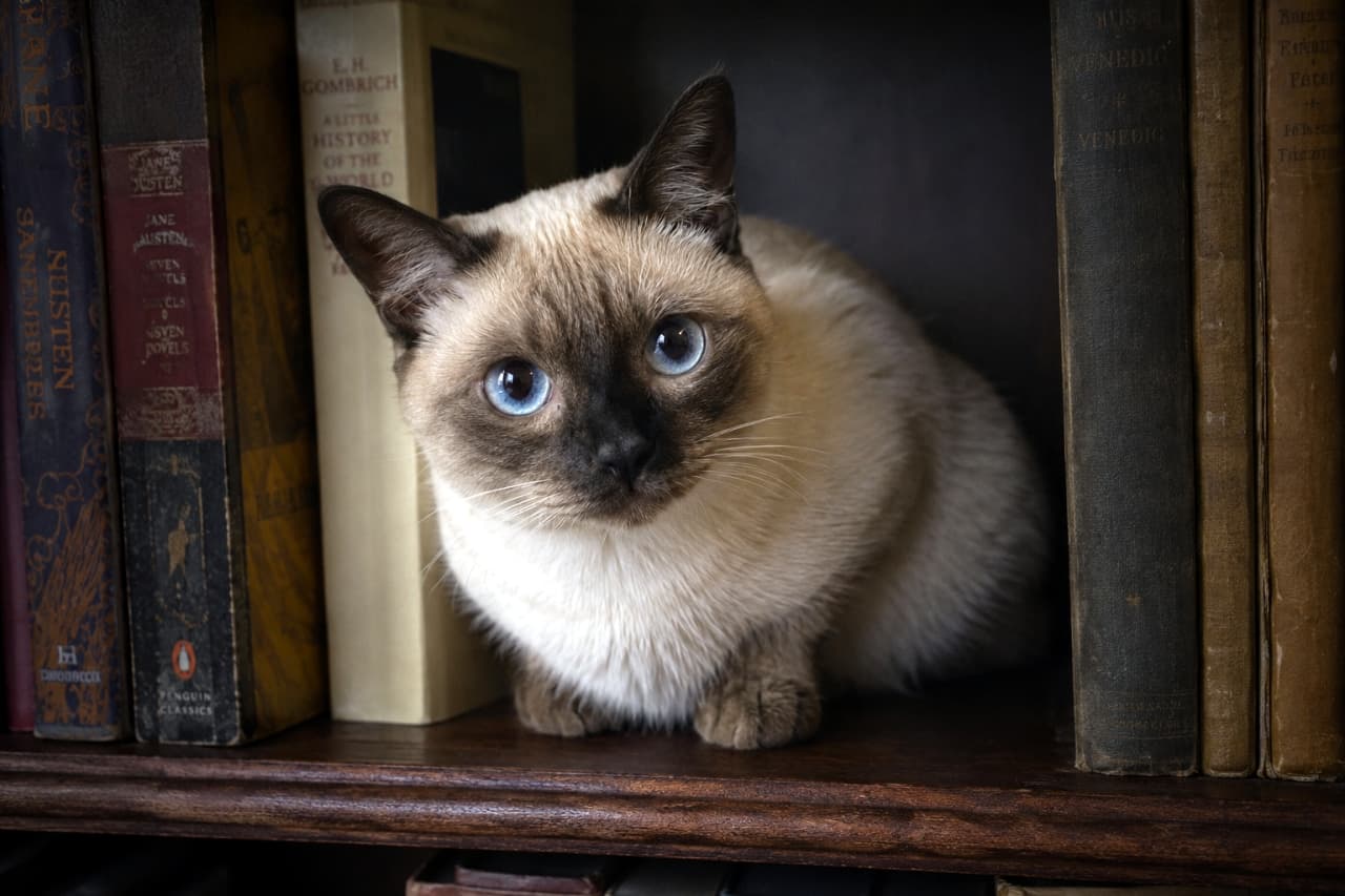 「洋書の隙間から秘密の隠れ家を発見👀📚 宝石のように澄んだ青い瞳にすっかり心奪われますね🐈💙」Ultra-realistic high-quality low-key close-up photograph of a short-legged Siamese and Munchkin MIX cat sitting compactly between vintage books on a dark wooden bookshelf. The cat features short fur with distinct seal point coloration and striking blue eyes making direct eye contact. The moody lighting and antique book textures perfectly emphasize the feline's mysterious and elegant presence. ローキーな照明が落とされた木製の本棚で、古い洋書の間にちょこんと座るシャムとマンチカンのMIX猫。特徴的なシールポイントの短い被毛と短い前脚、そしてこちらを真っ直ぐに見つめる宝石のようなサファイアブルーの瞳が印象的です。周囲の深い暗がりと革装丁の本のアンティークな質感が、猫のミステリアスな美しさを際立たせるクローズアップ写真