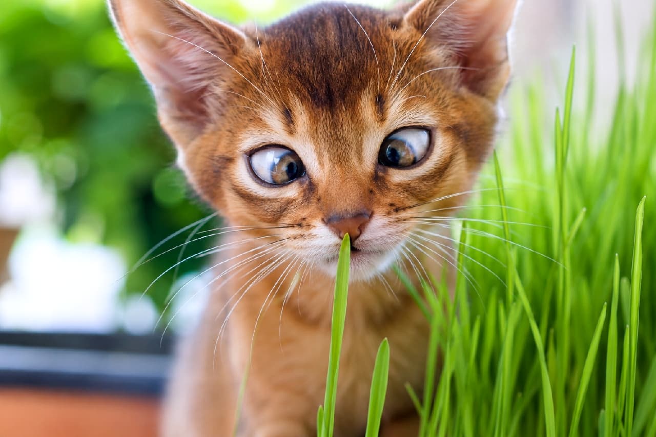 「一本の草に全集中!👀🌱 自然の匂いをクンクンしながら寄り目になっちゃうお顔がたまりませんね🐾 #アビシニアン #寄り目」Ultra-realistic high-quality photograph of an Abyssinian-style kitten outdoors, intently looking cross-eyed at a single blade of bright green grass. The kitten's ruddy ticked coat and large ears are beautifully highlighted by warm, natural sunlight with a soft bokeh background. 鮮やかな緑の草むらで、一本の草の葉先を真剣な寄り目で見つめるアビシニアン風の子猫の高画質写真。特有の大きな耳と美しいルディ(赤茶色)のティッキング被毛が、明るい屋外の自然光に照らされて輝いています。背景の美しいボケ感が春の穏やかな陽気を演出