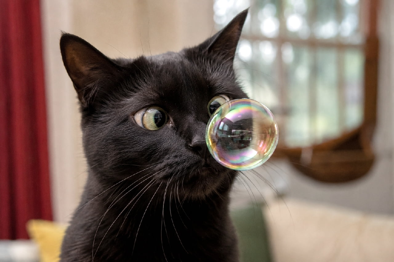 「ふわふわ浮かぶ不思議な玉に釘付け🐈⬛🫧 割れる前のドキドキ感が伝わってくるミラクルショットですね✨ #黒猫 #寄り目」Ultra-realistic high-quality photograph of a sleek black cat staring with cross-eyed surprise at a beautiful iridescent soap bubble floating near its nose. The glossy black coat and the rainbow reflections on the bubble create a magical yet humorous scene in a softly lit room. 鼻先に浮かぶ虹色に輝く美しいシャボン玉を、驚いたような寄り目で見つめる黒猫のリアルな高画質写真。艶やかで深い黒の被毛と、シャボン玉に反射する室内の風景、そして背景の窓から差し込む柔らかな光が、幻想的かつユーモラスな情景を作り出しています