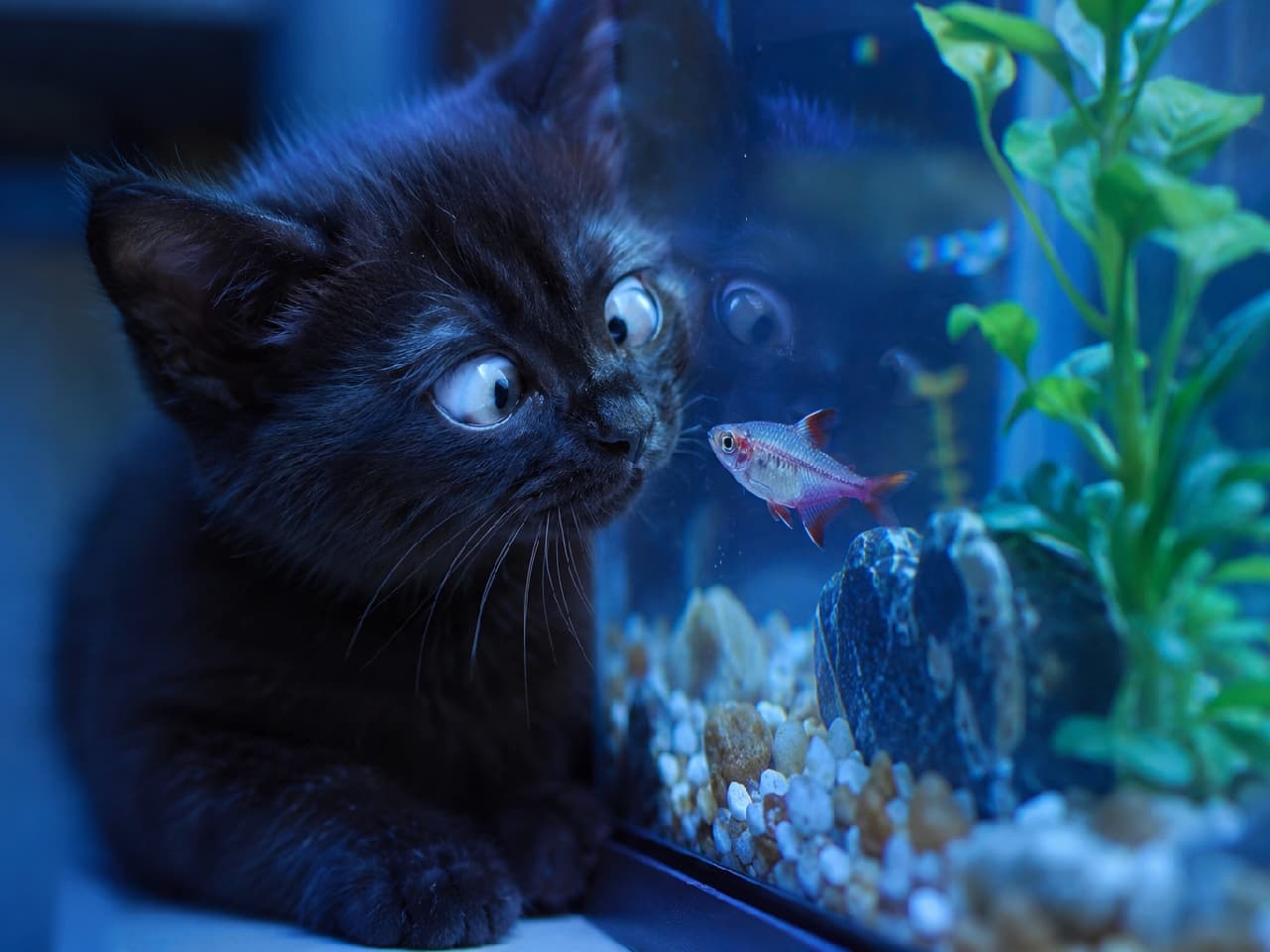 「お魚さんとの距離が近すぎるっ🐠💦 夢中になりすぎて寄り目になっちゃう黒猫ちゃんに癒やされますね🐈⬛💙 #黒子猫 #寄り目」Ultra-realistic high-quality photograph of a fluffy black kitten staring cross-eyed at a small fish swimming in a glass tank. The scene is illuminated by the cool blue light of the aquarium, creating a moody, humorous, and highly detailed composition. 青白いアクアリウムの照明に照らされた、黒い子猫の高画質写真。ガラス越しに泳いでいる小さな熱帯魚を、真ん丸な瞳を見事な寄り目にして見つめています。闇に溶け込むようなふんわりとした黒い被毛と、水槽の青い光のコントラストが、神秘的でありながらユーモラスな空間を作り出しています