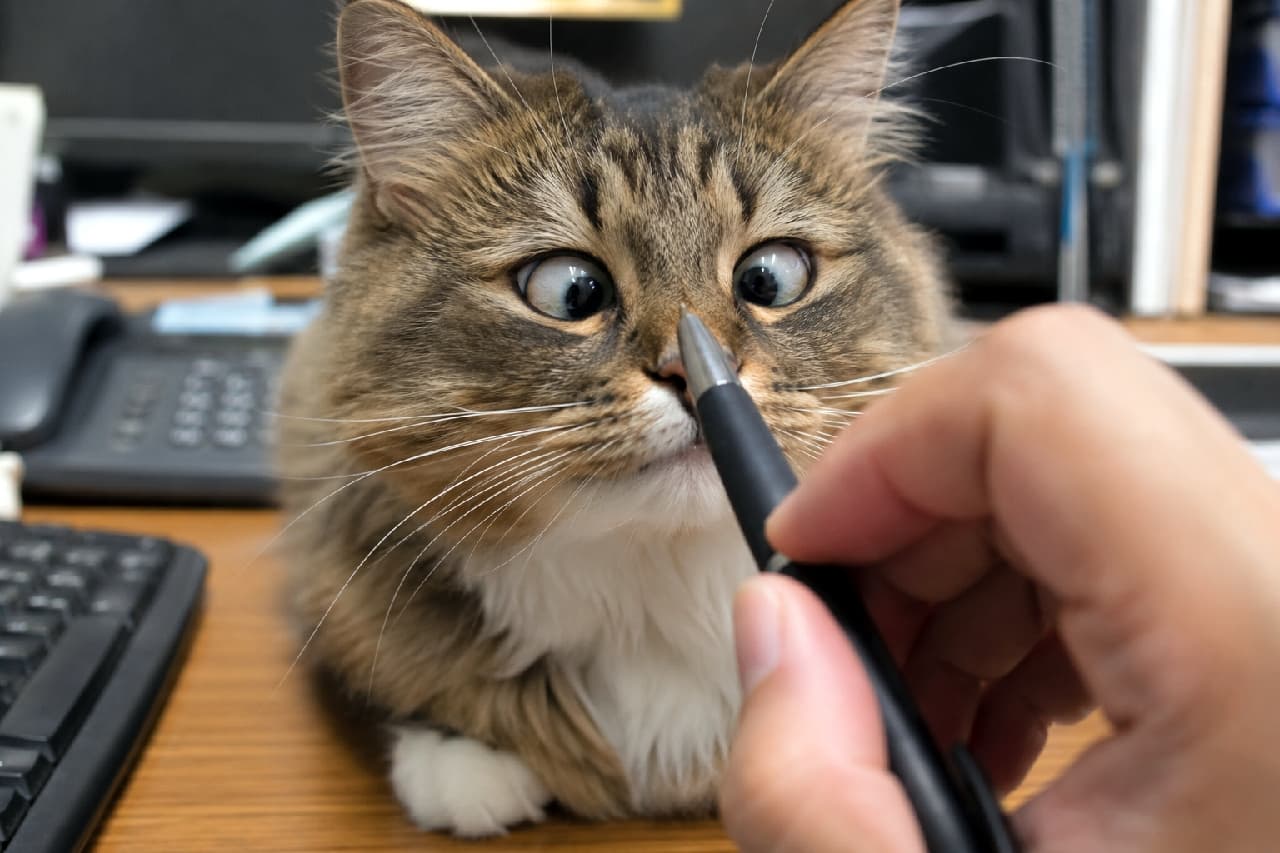 「お仕事中にお邪魔しますニャ🐾 ペン先の動きが気になりすぎて寄り目になっちゃう最強の癒やし係です📝✨ #お邪魔猫 #寄り目」Ultra-realistic high-quality photograph of a fluffy long-haired tabby cat sitting on an office desk, looking intensely cross-eyed at the tip of a black pen held by a human hand. The workspace background with a keyboard creates a cozy, work-from-home atmosphere. オフィスデスクの上に香箱座りをして、飼い主が差し出した黒いボールペンの先を真剣な寄り目で見つめる長毛のキジトラ猫の高画質写真。キーボードや電話機が並ぶ背景の中、猫のふさふさの胸毛と真ん丸な瞳がシャープな焦点で捉えられています