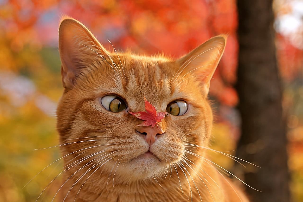 「お鼻に落ちた秋の便りにびっくり🍁✨ 寄り目になっちゃう真剣なお顔がたまらなく愛おしいですよね🍂 #茶トラ #寄り目」Ultra-realistic high-quality photograph of an orange tabby cat looking cross-eyed at a small red maple leaf resting on its nose. The beautiful orange coat and white whiskers are highlighted by golden autumn sunlight against a vibrant fall foliage background. 鮮やかな秋の紅葉を背景に、鼻先に落ちた一枚の赤いもみじの葉を寄り目で見つめる茶トラ猫の高画質写真。黄金色の夕日に照らされた美しいオレンジ色の被毛と、ピンと張った白いヒゲ、真剣でユーモラスな表情が克明に描写されています