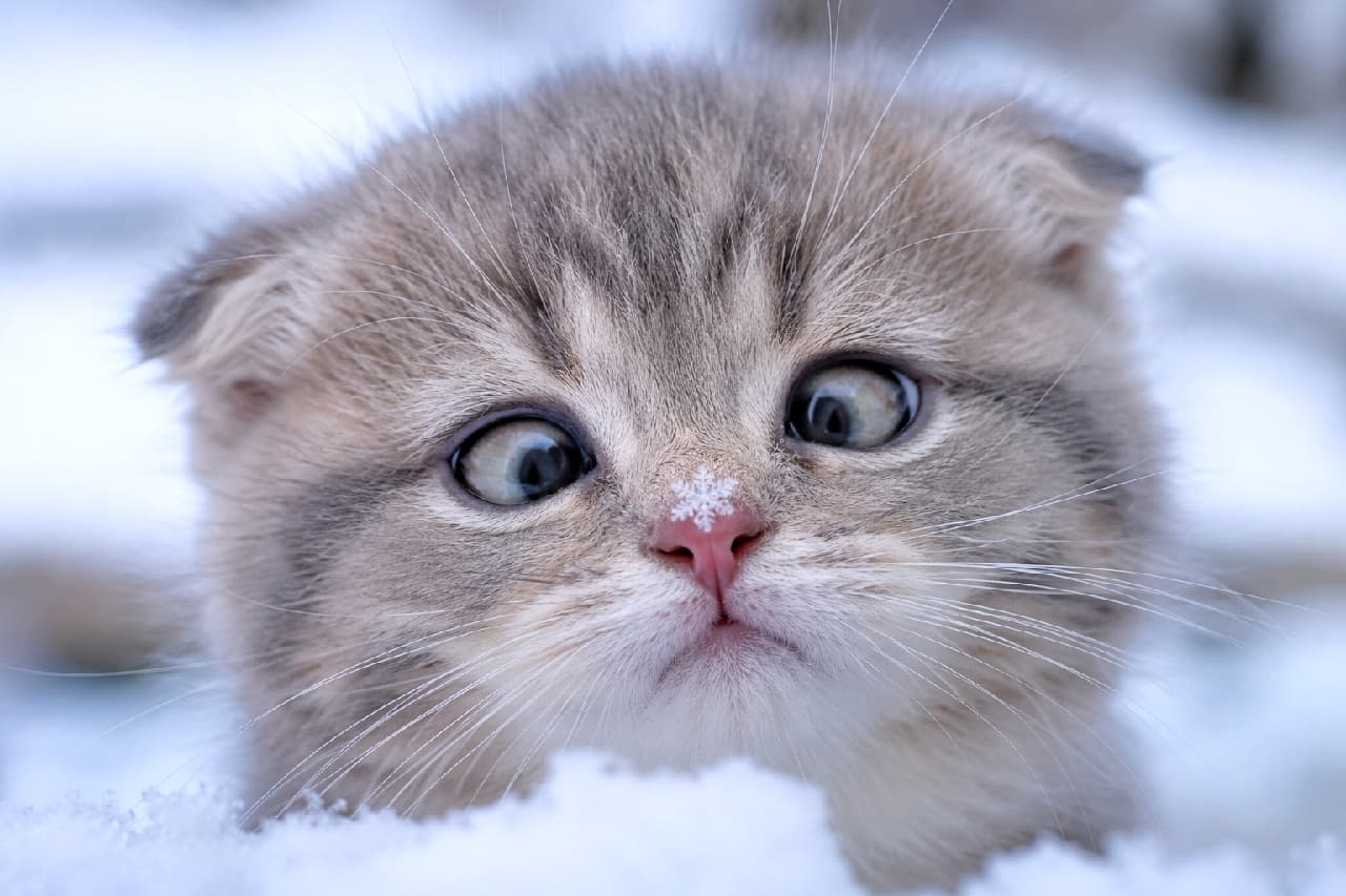 「冷たい雪の結晶がお鼻にピタッ❄️ 初めての雪にびっくりして寄り目になっちゃったお顔が最高です⛄️💙 #スコティッシュフォールド #寄り目」Ultra-realistic high-quality photograph of a silver tabby Scottish Fold kitten with a perfect snowflake resting on its pink nose. The kitten looks cross-eyed at the snow, featuring a fluffy winter coat against a cold, snowy background. 垂れ耳が特徴的なシルバータビーのスコティッシュフォールドの子猫。ピンク色の小さな鼻に落ちた六角形の雪の結晶を、驚いたような寄り目で見つめています。極寒の雪景色と、ふんわりとした冬毛の対比が美しい高画質でリアルな写真